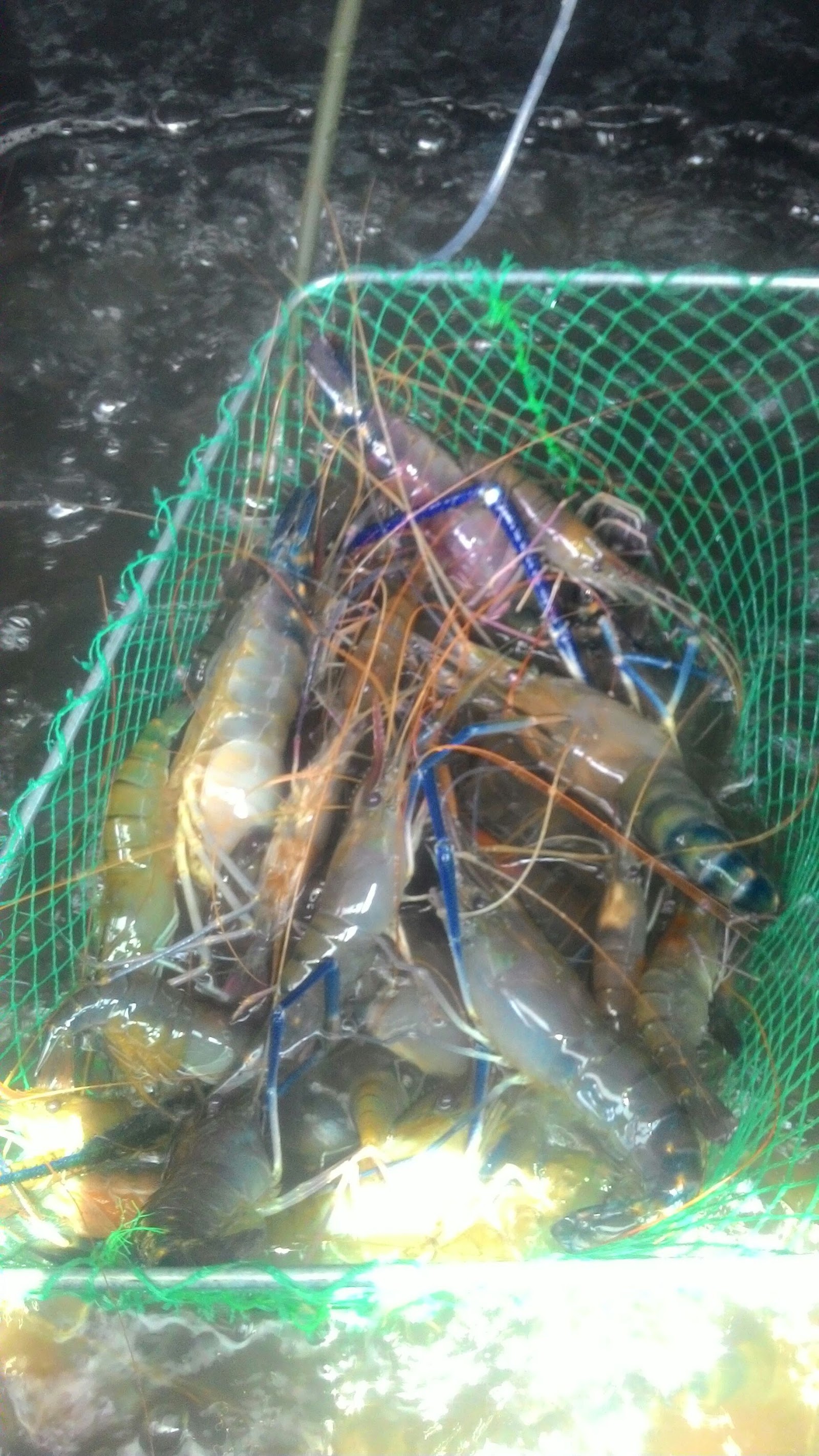 Kolam Pancing Udang Galah kg subang, kolam pancing di Selangor (gambar 2)