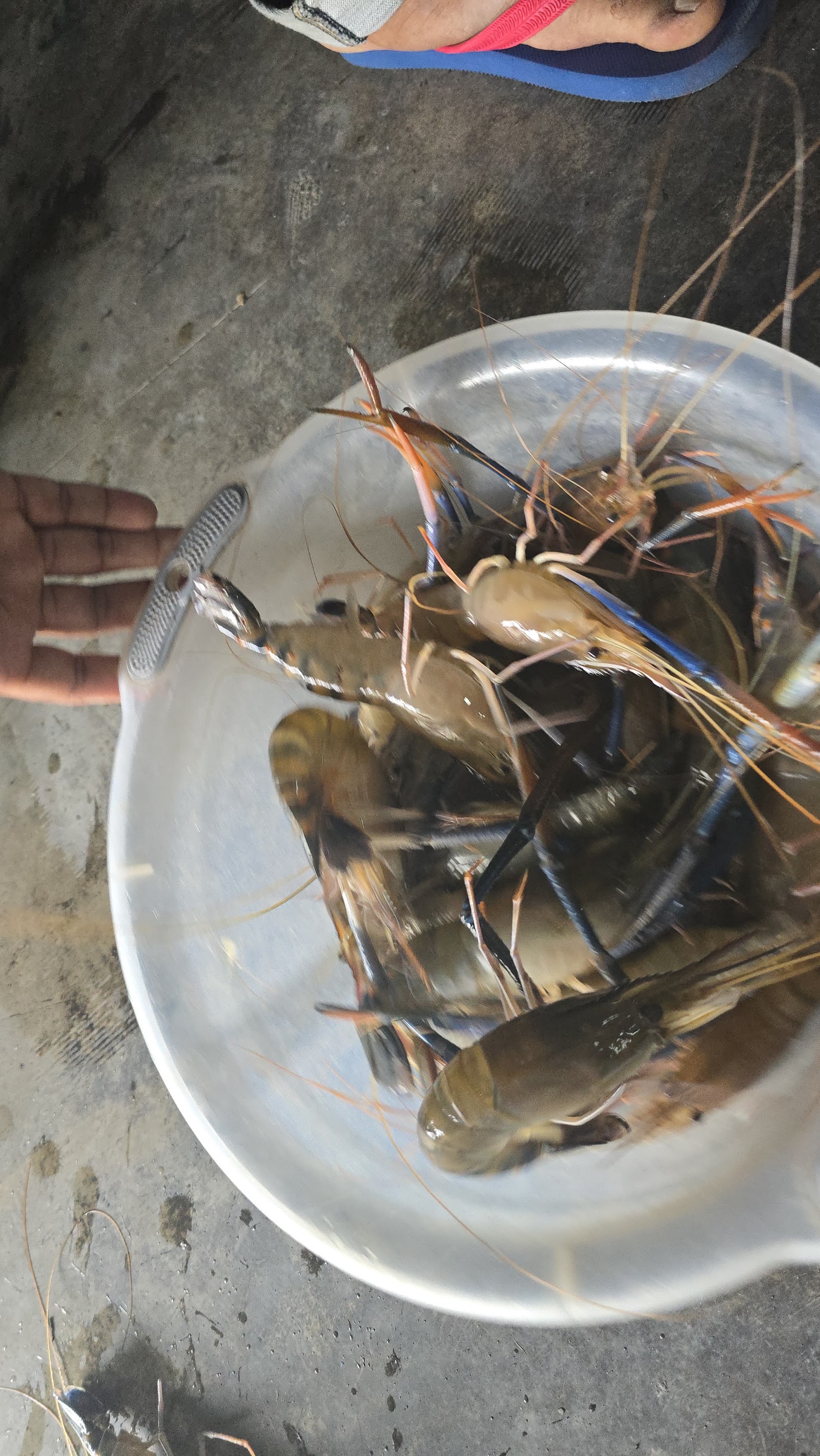 Kolam Pancing Udang Galah Sahabat, kolam pancing di Selangor (gambar 2)