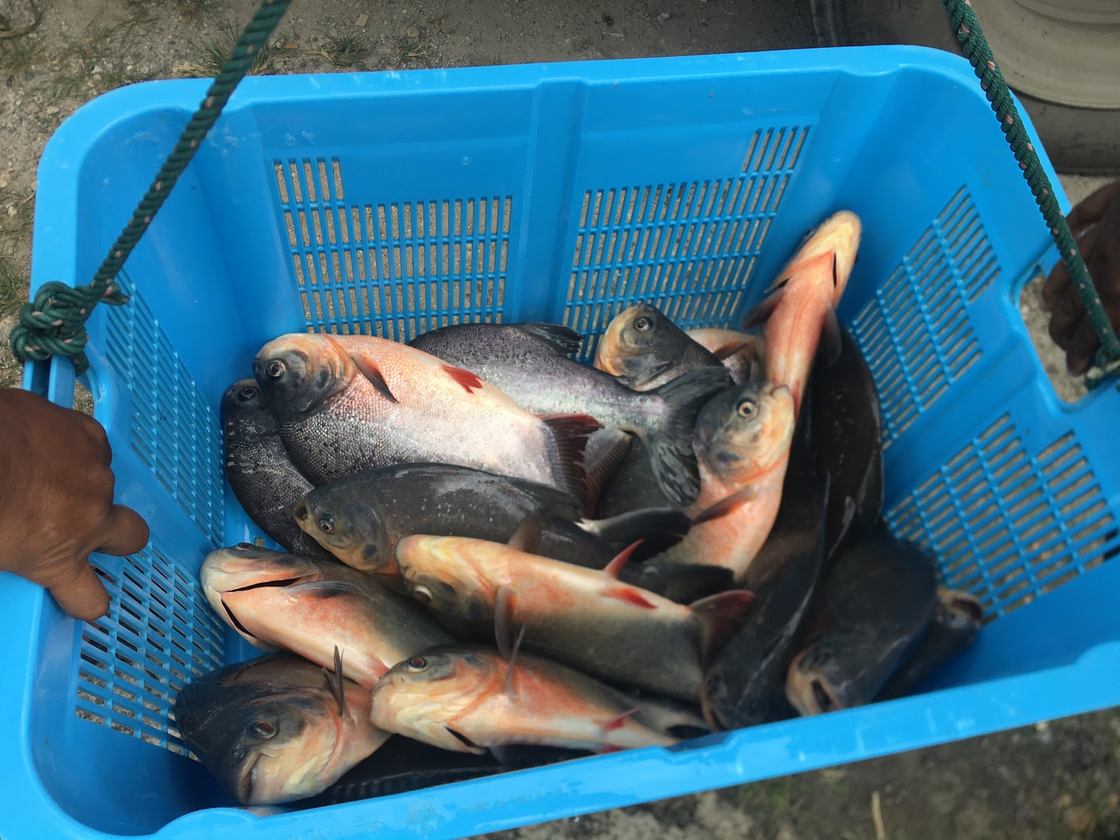 (KPLJ) Lancong Jaya Fishing Pond, kolam pancing di Shah Alam, Selangor (gambar 2)