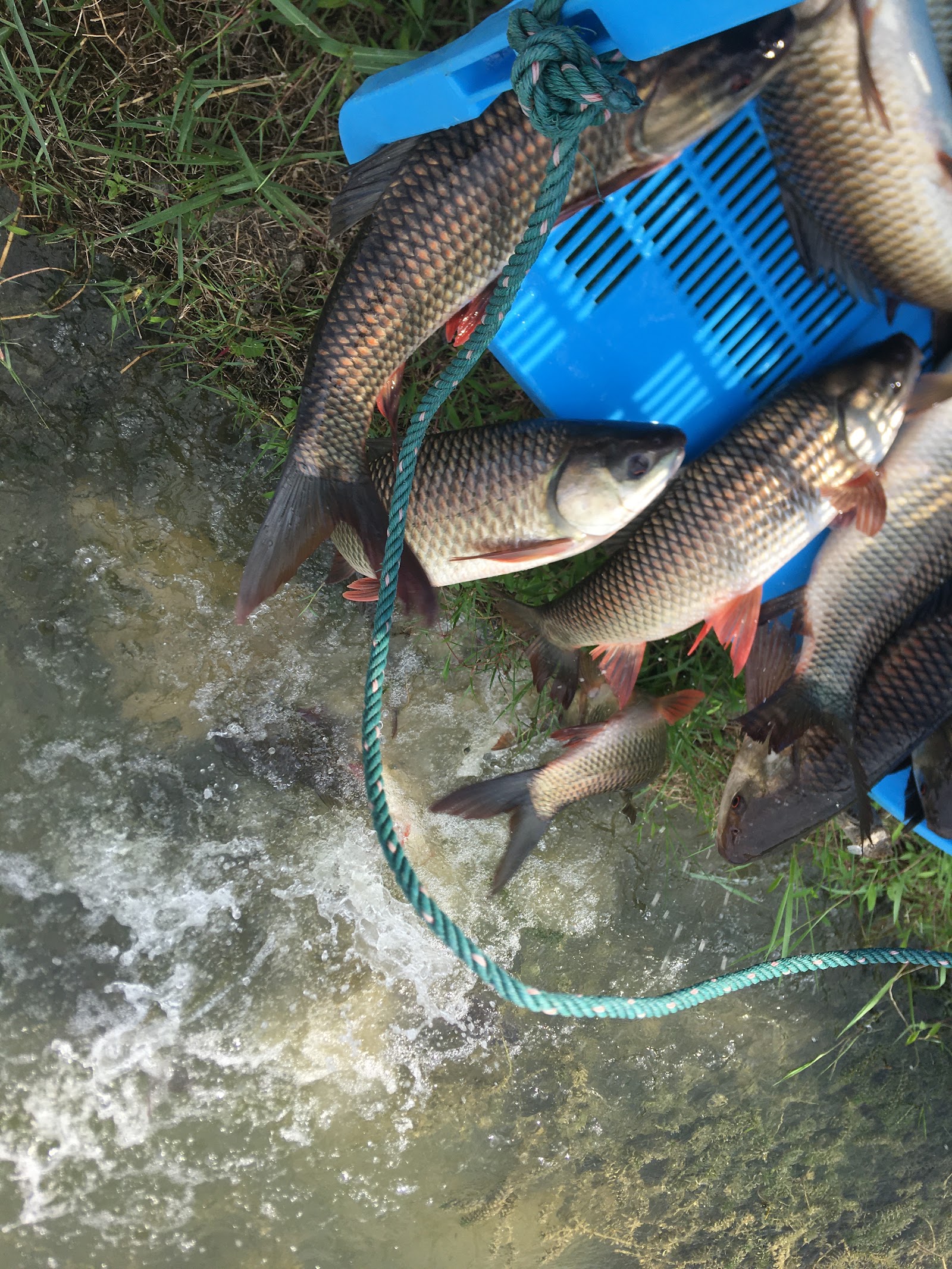 (KPLJ) Lancong Jaya Fishing Pond, kolam pancing di Shah Alam, Selangor (gambar 3)