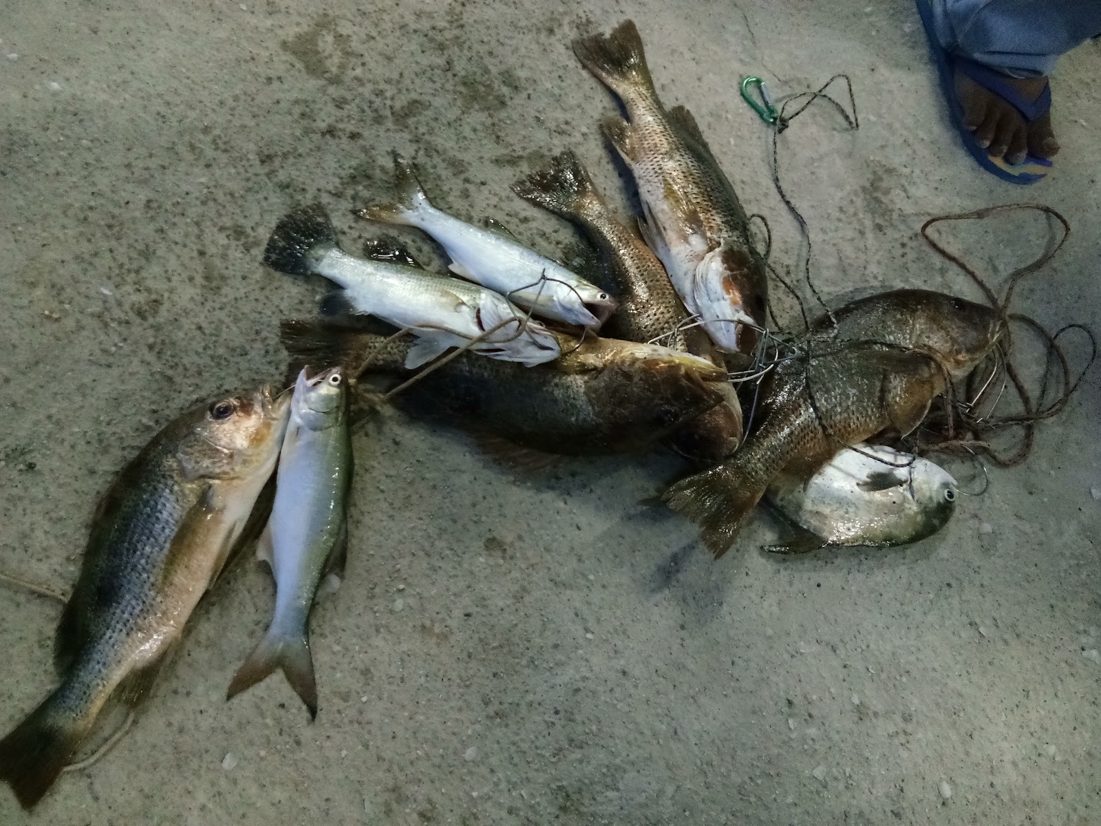 Kolam pancing Sea Lion Kelang