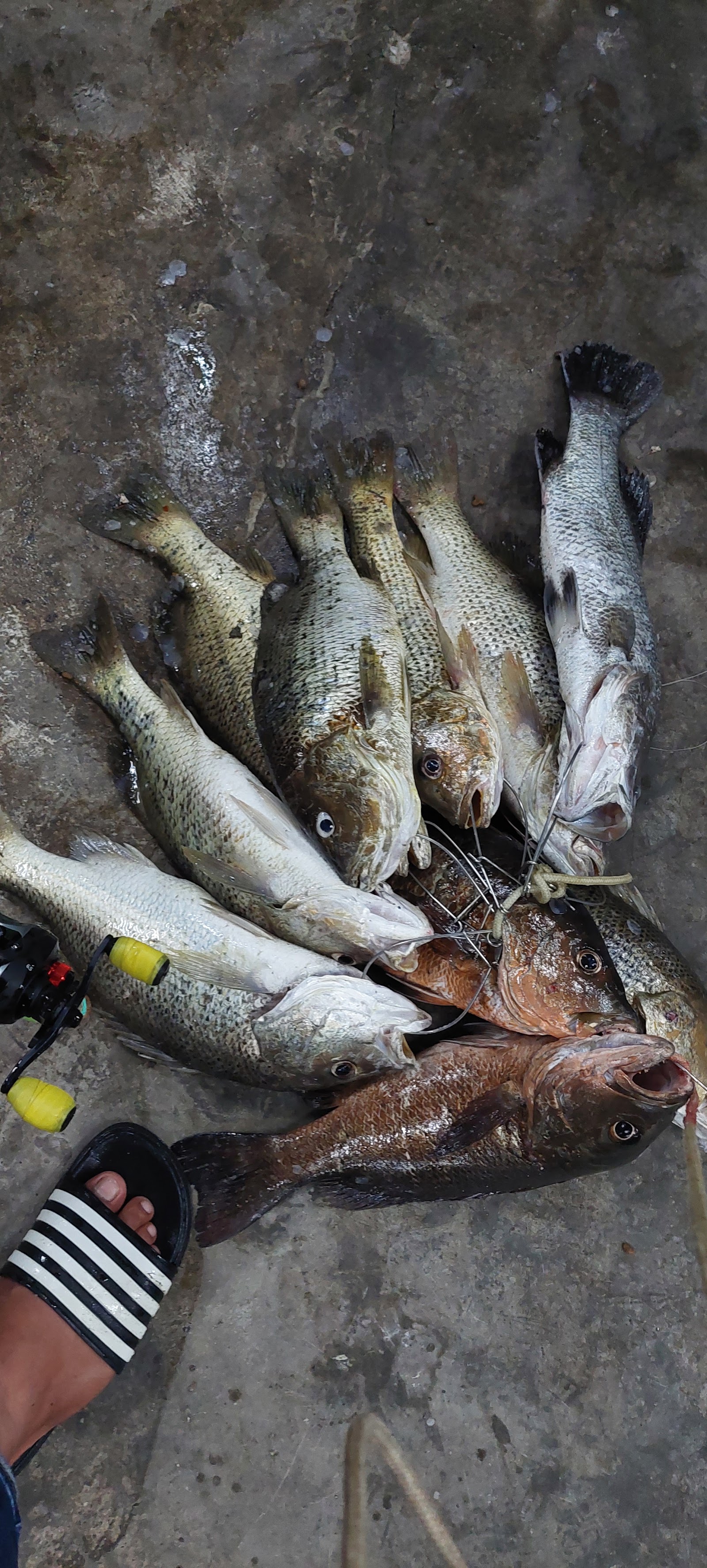 SHG Kolam Pancing Pandamaran, kolam pancing di Port Klang, Selangor (gambar 3)