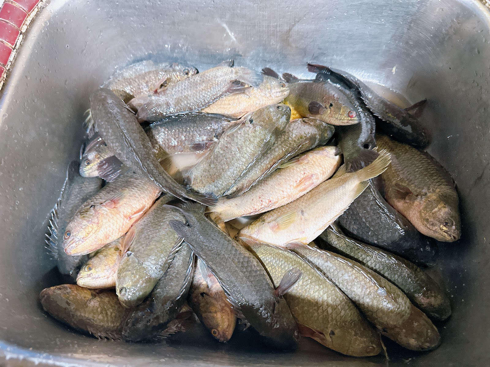 Kolam pancing Kolam Memancing Ikan Jin Wing