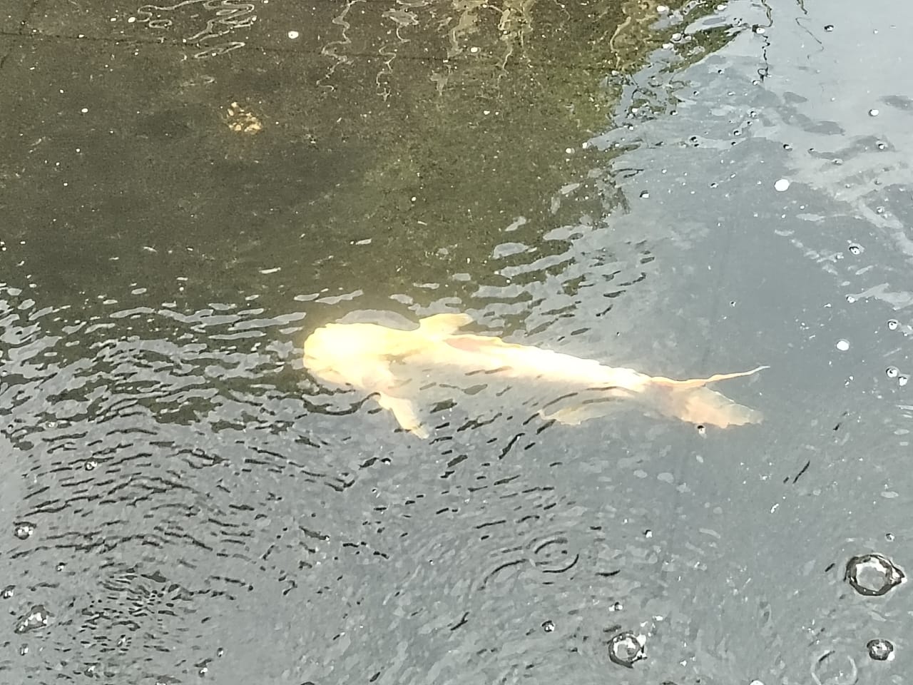 Kolam Pancing Wu Ping, kolam pancing di Kuala Lumpur (gambar 3)