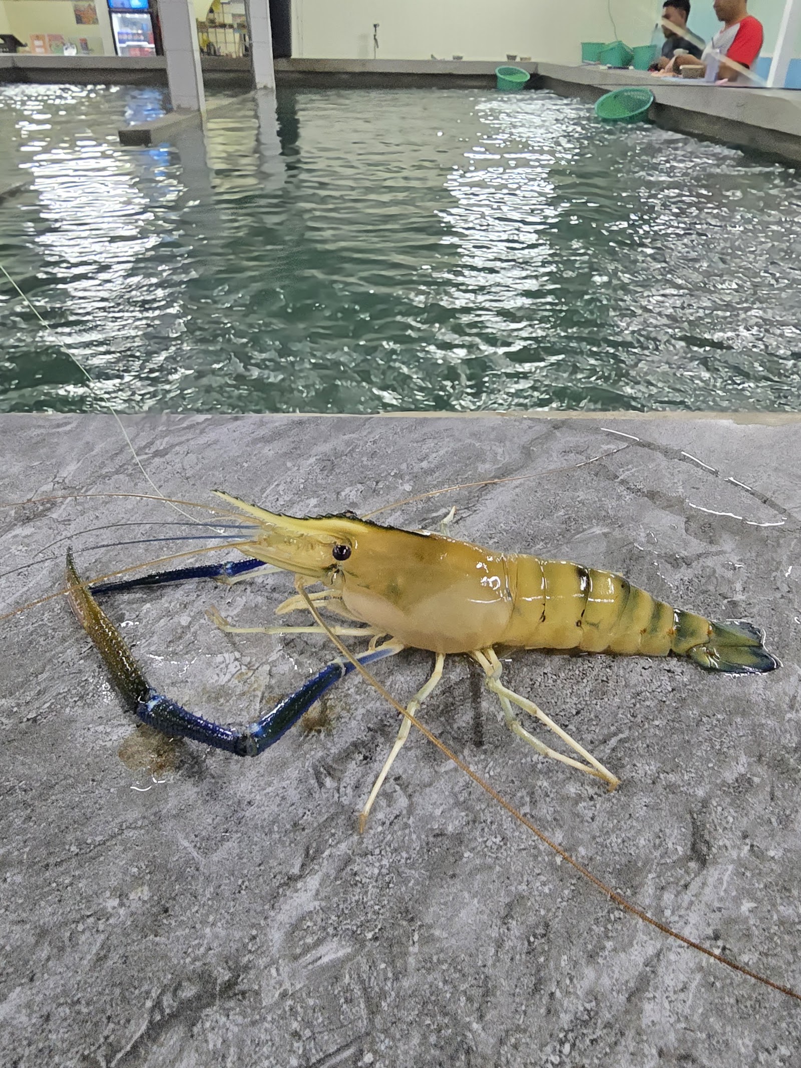 Kolam Pancing Udang Galah TPK, kolam pancing di Selangor (gambar 2)