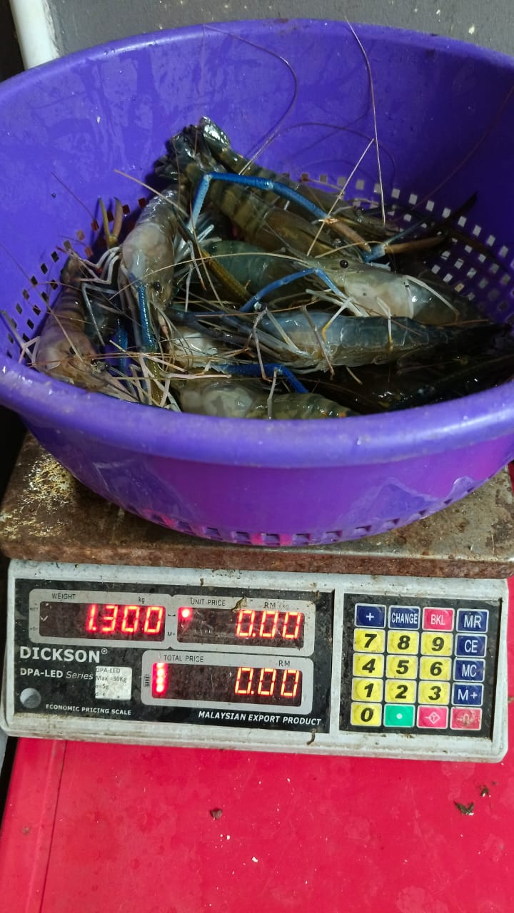 Kolam Pancing Udang Galah Nadi Aqua, kolam pancing di Kapar, Selangor (gambar 3)
