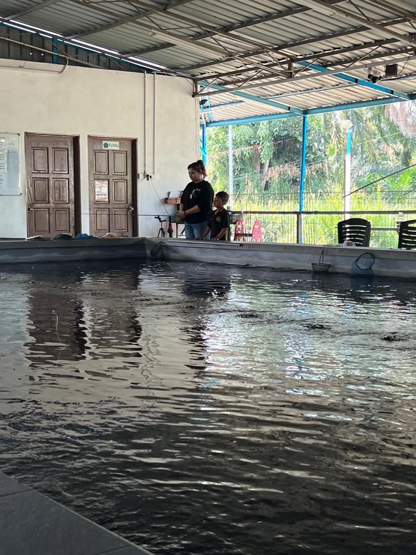 Kolam pancing KOLAM PANCING UDANG GALAH GEETEES