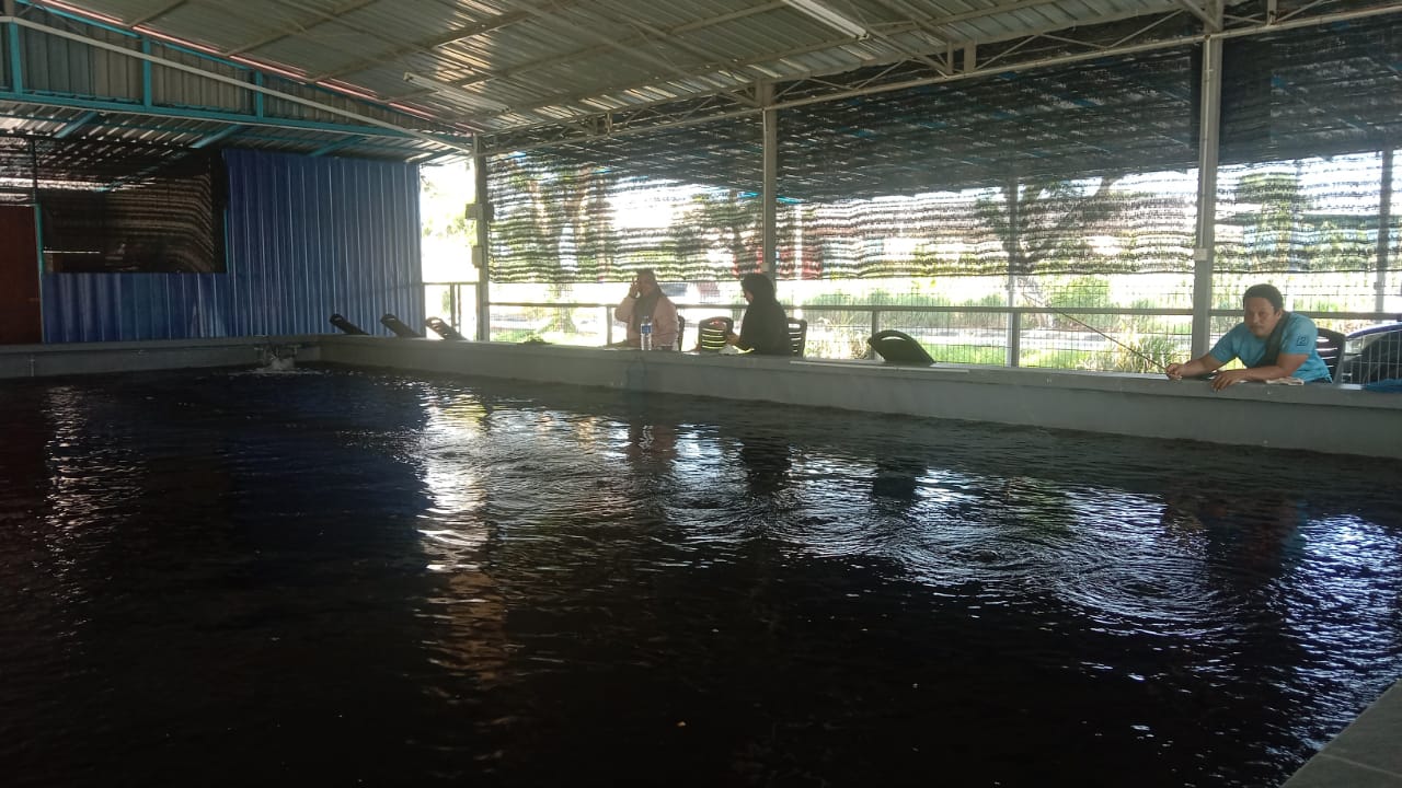 KOLAM PANCING UDANG GALAH GEETEES, kolam pancing di Telok Panglima Garang, Selangor (gambar 3)