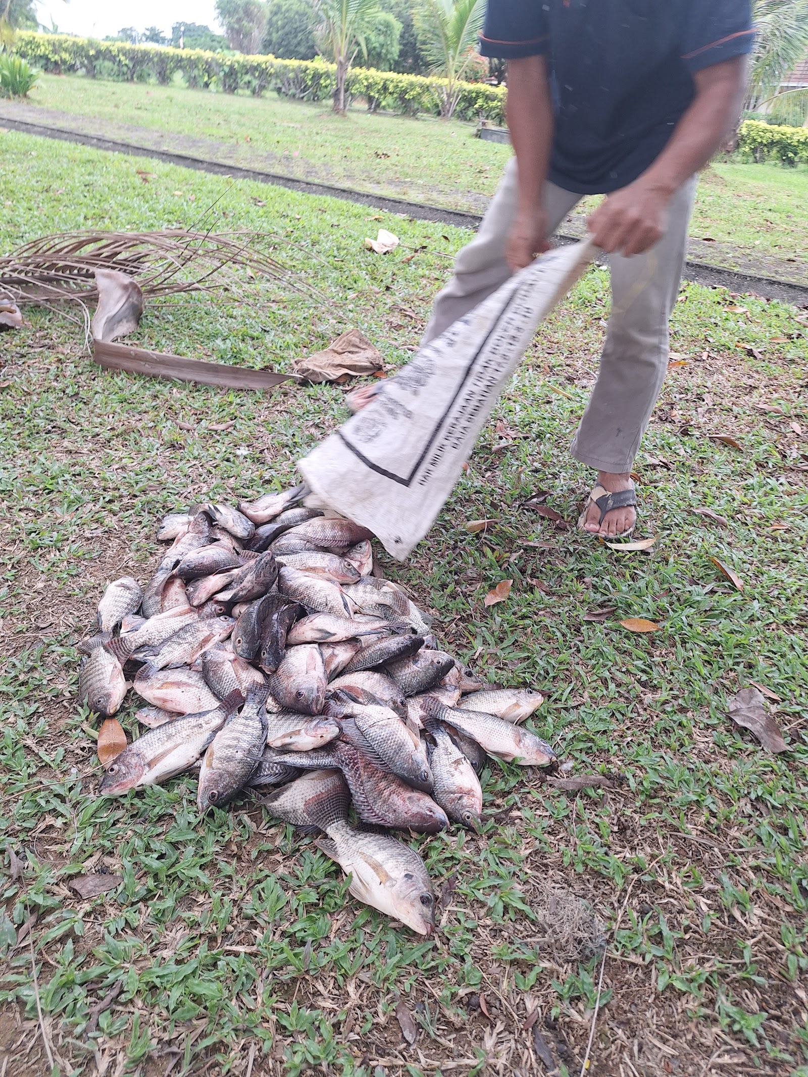 Kolam takungan 24, kolam pancing di Shah Alam, Selangor (gambar 2)