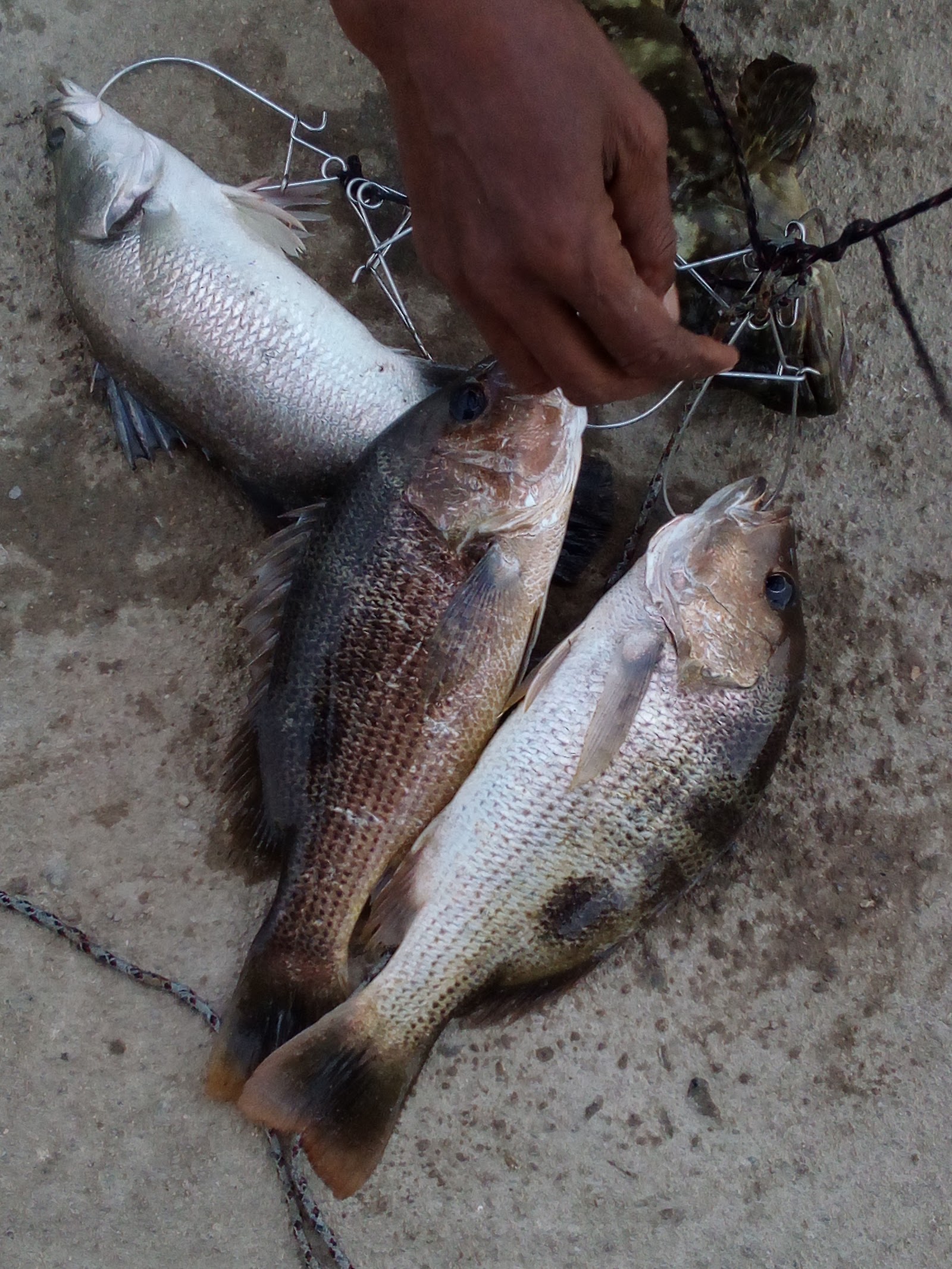 Kolam pancing Kolam Pancing Rm3