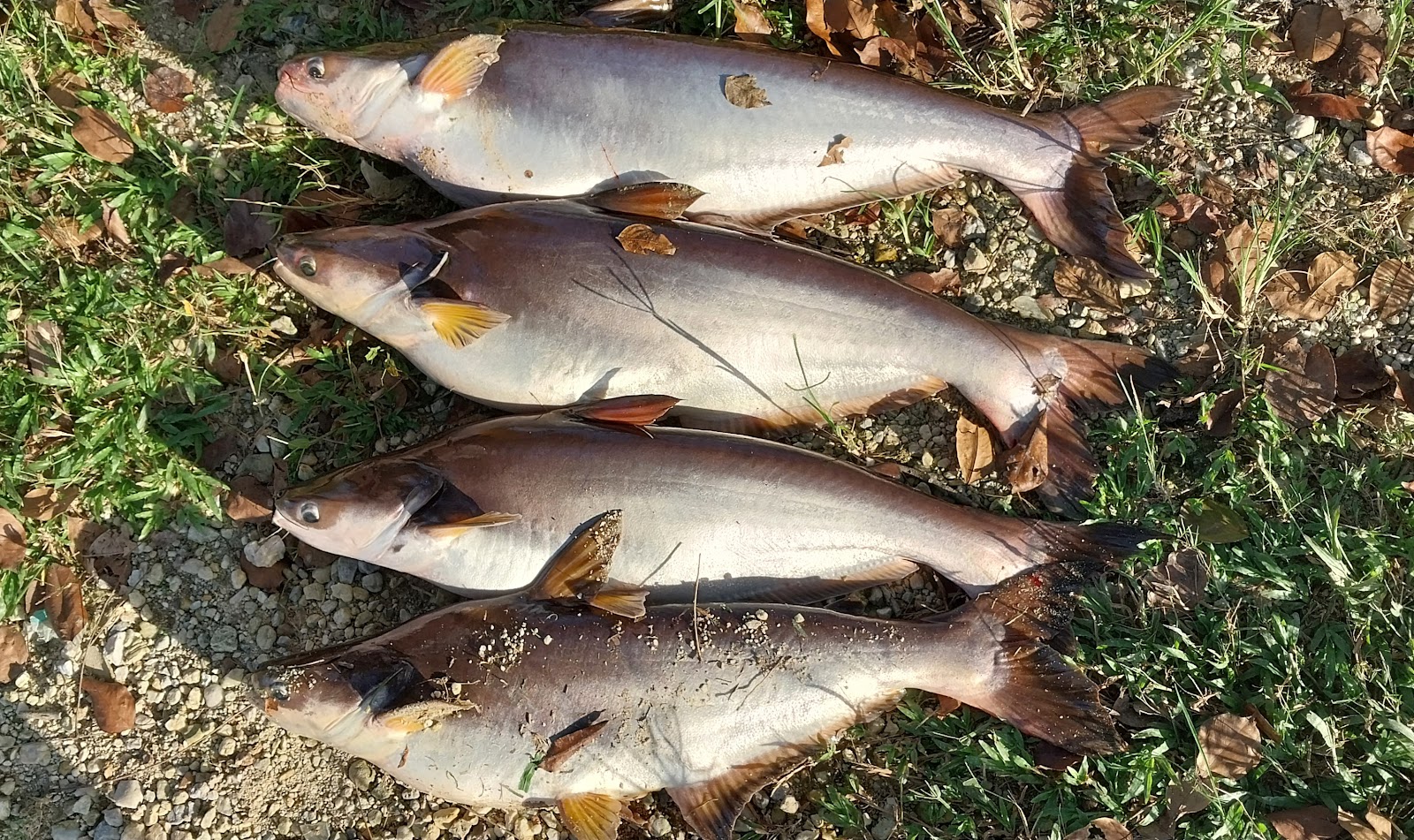 Kok Fishing Pond Kundang ( WL ), kolam pancing di Malaysia (gambar 2)