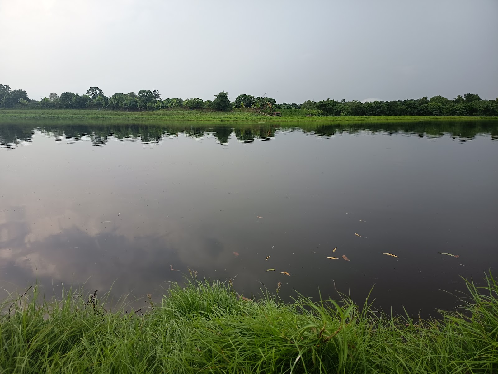 Kok Fishing Pond Kundang ( WL ), kolam pancing di Malaysia (gambar 3)