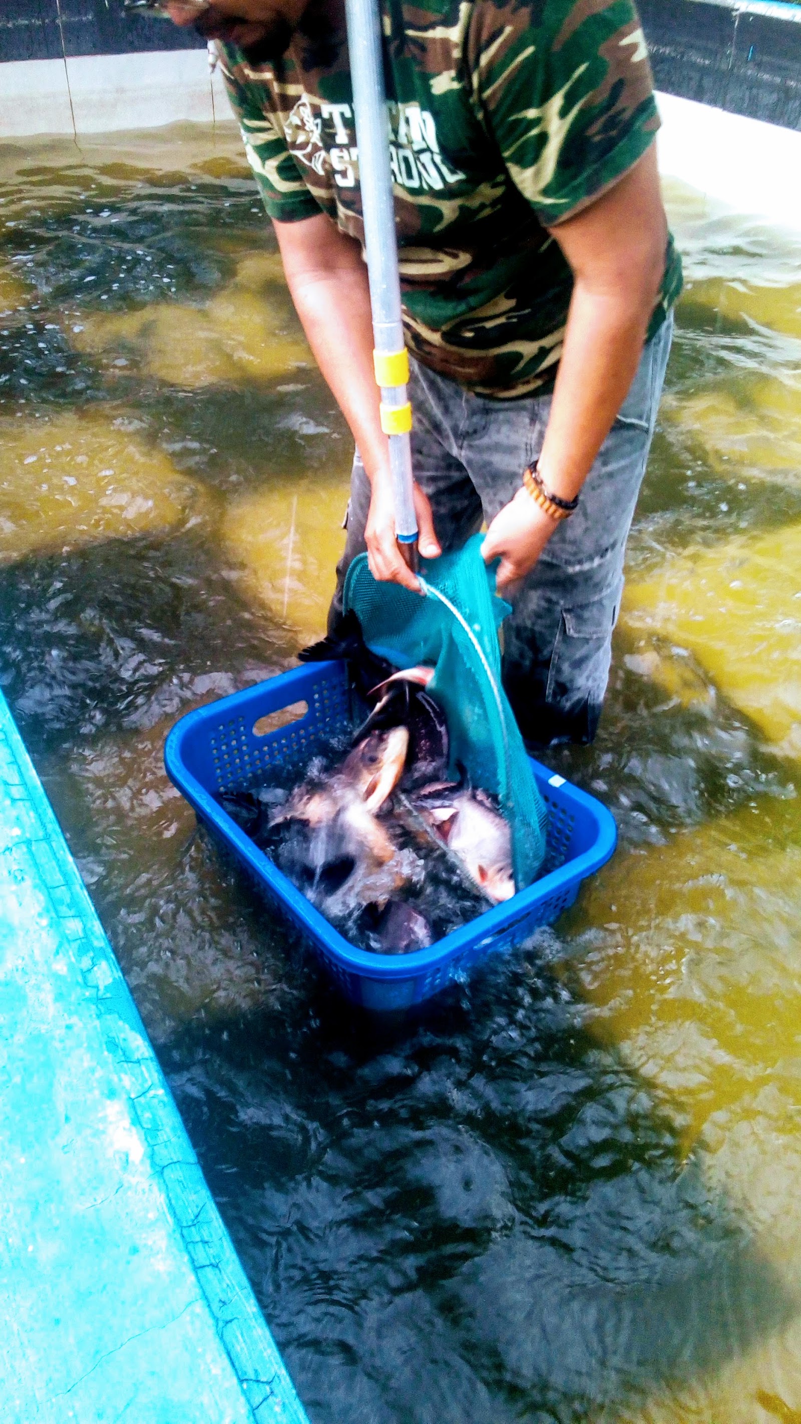 Kolam Pancing Abang King II Sg Mampir, kolam pancing di Malaysia (gambar 2)