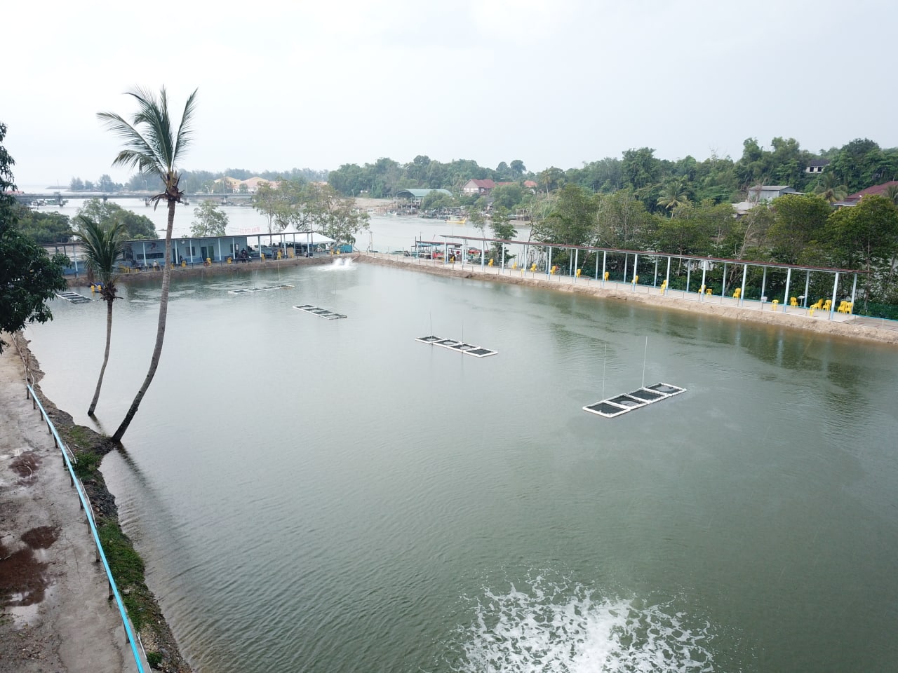 Kolam Pancing Alor Pak Bang, kolam pancing di Marang, Terengganu (gambar 1)