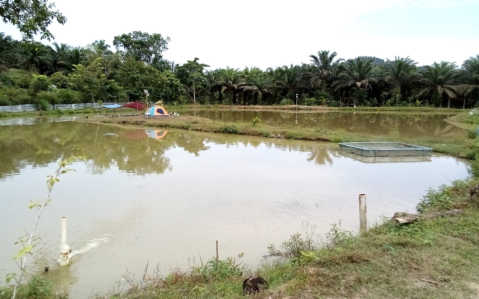 Kolam Pancing Crocodile Hill Club fishing pond