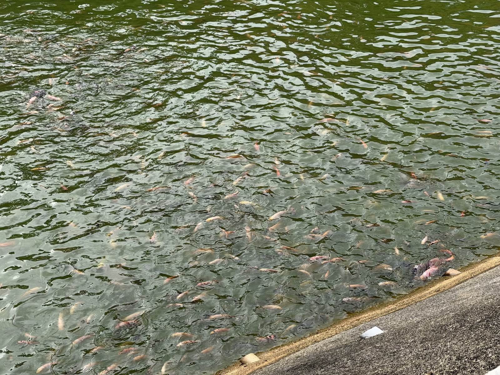Kolam Pancing Dusun Life, fishing pond in Kerteh, Terengganu (photo 3)