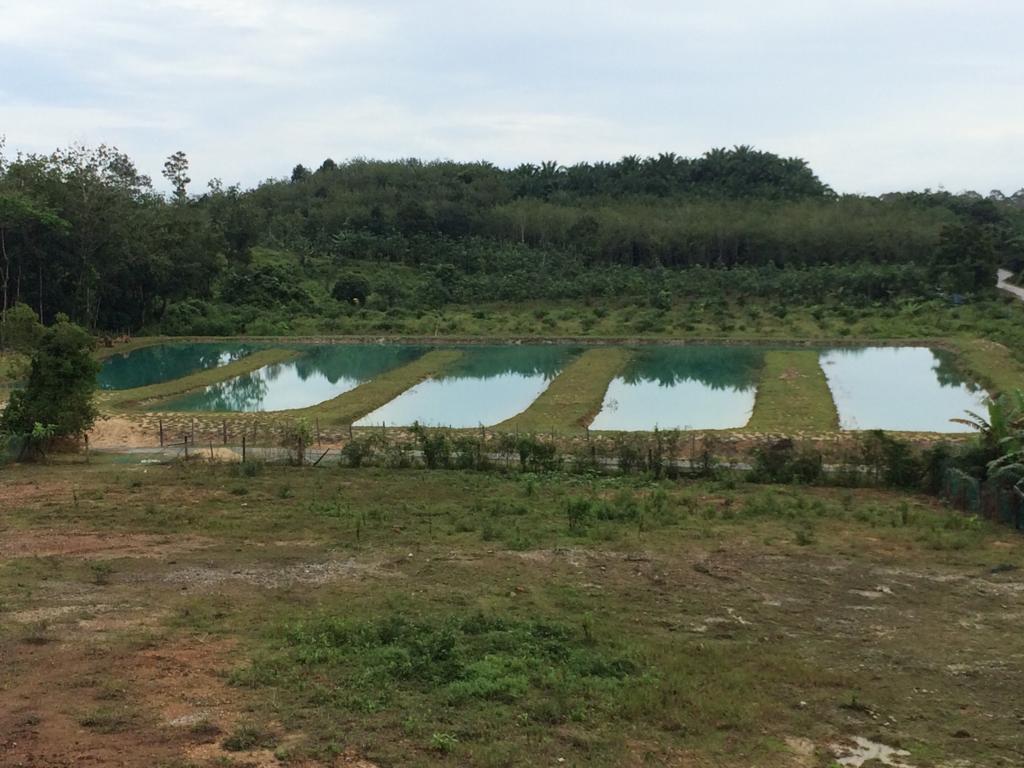 Kolam Pancing Sedi 69, fishing pond in Kuala Terengganu, Terengganu (photo 3)