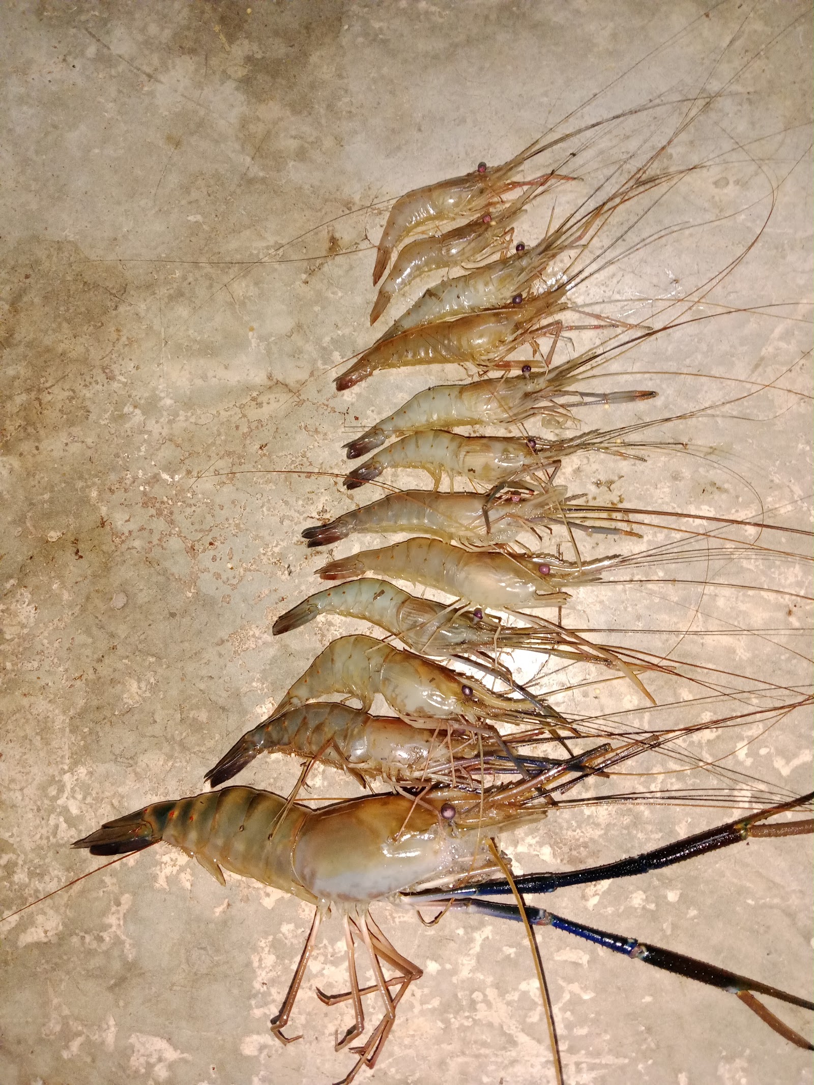 Kolam pancing Kolam pancing dimutiara