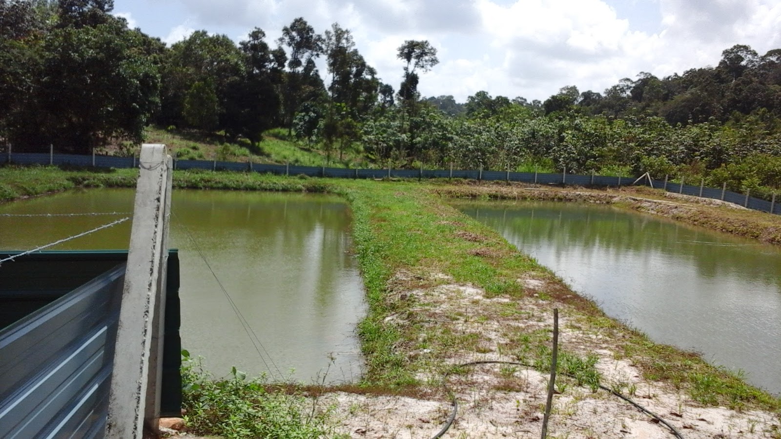 Kolam Memancing Pok Usop, fishing pond in Kuala Dungun, Terengganu (photo 3)