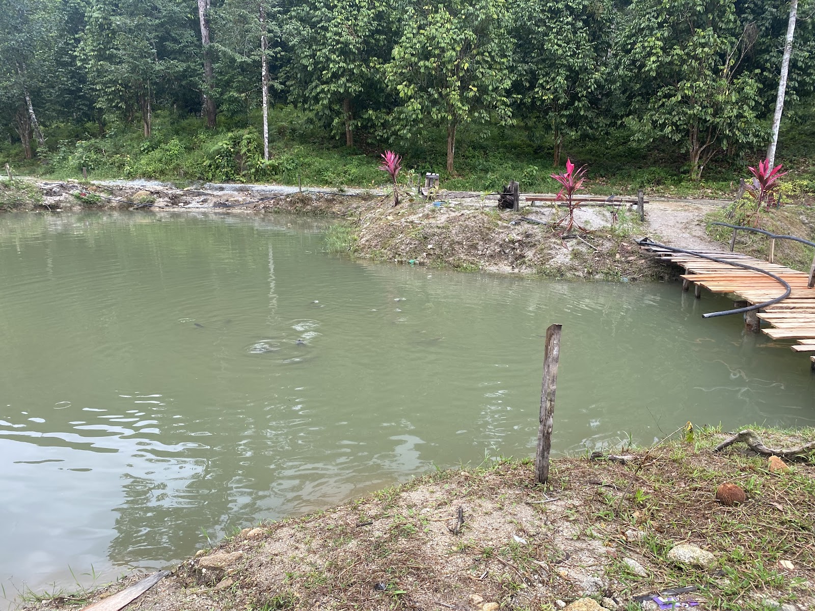 RUMAH KOLAM PANCING, kolam pancing di Kuala Terengganu, Terengganu (gambar 2)