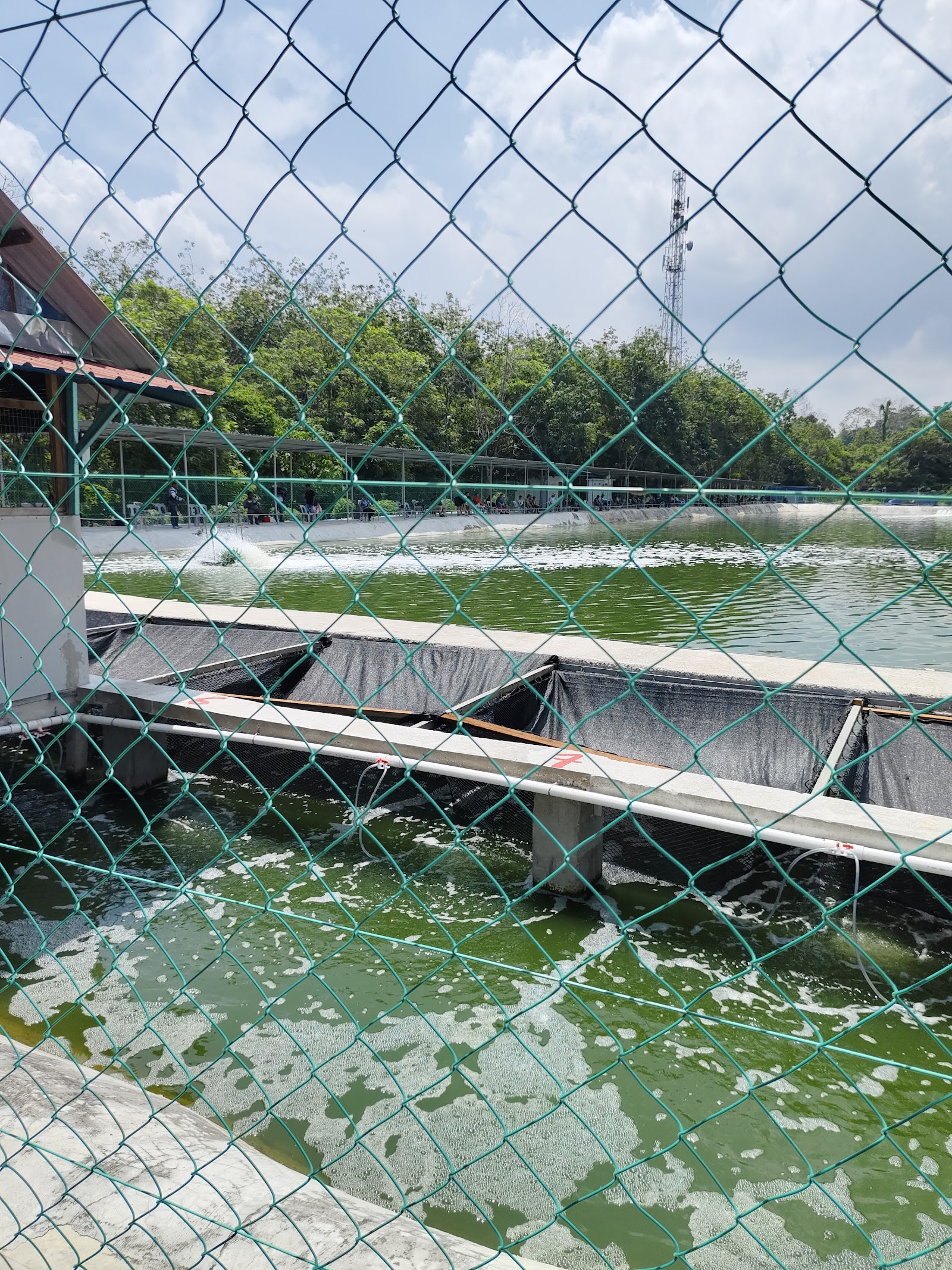 Kolam Pancing Air Masin Pajam, kolam pancing di Kg gebok, Negeri Sembilan (gambar 2)