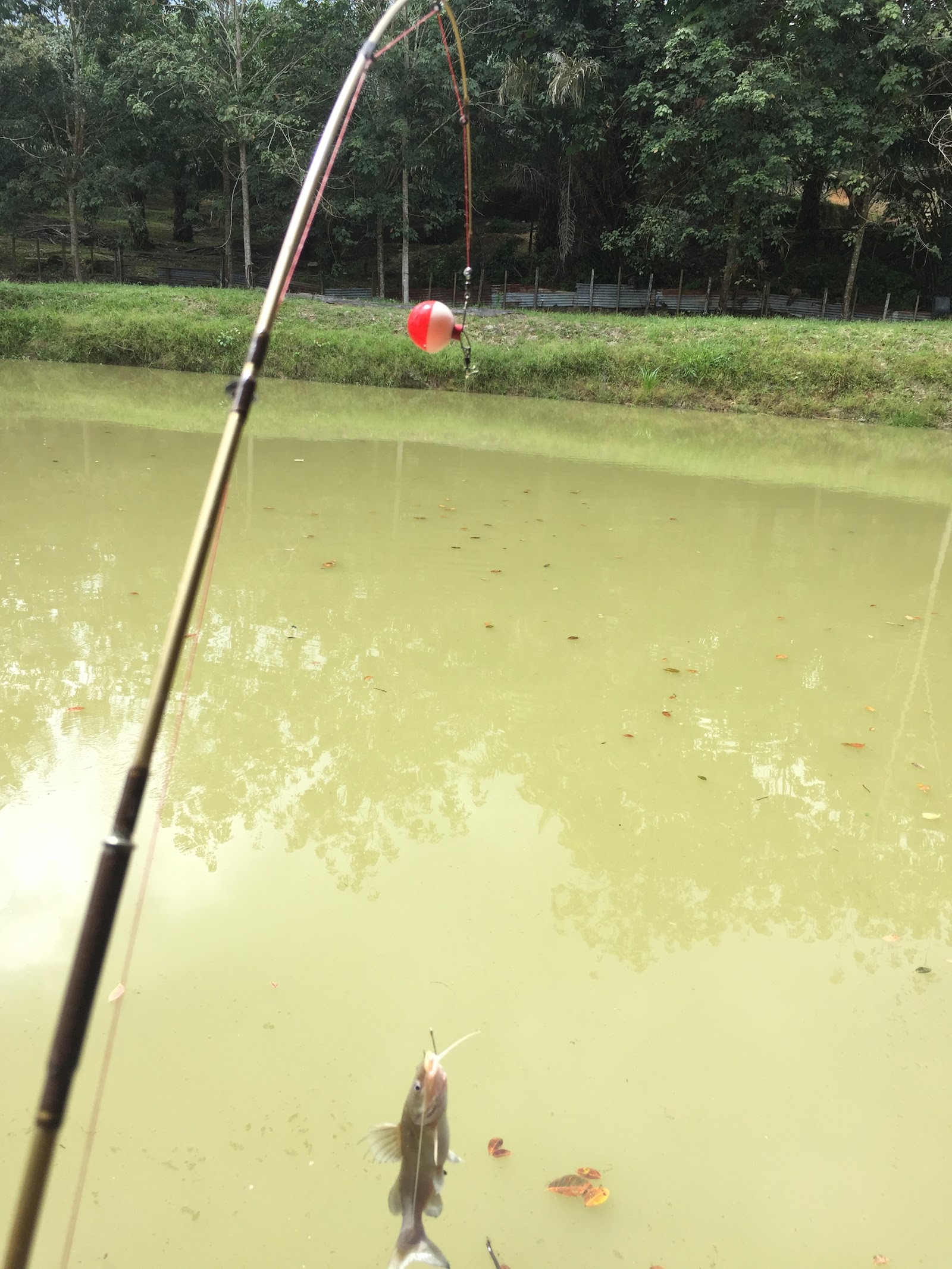Kolam Pancing Nipah, fishing pond in Kemaman, Terengganu (photo 3)