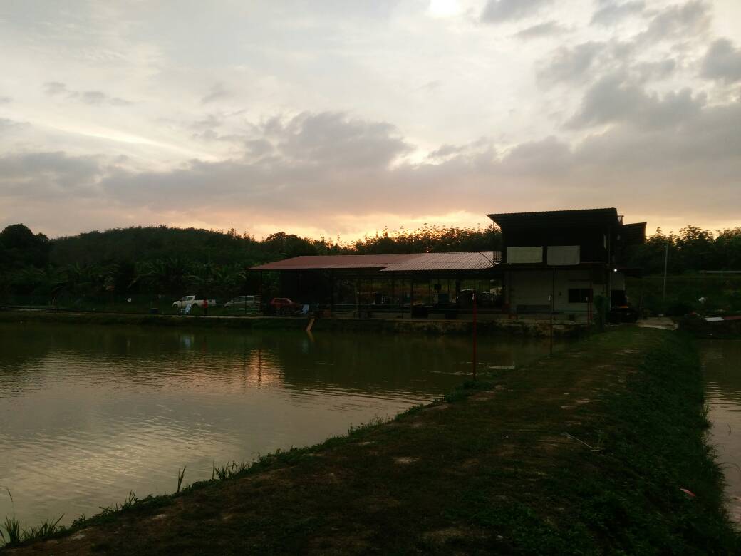 Kolam Pancing KMK, kolam pancing di Sik, Kedah (gambar 2)