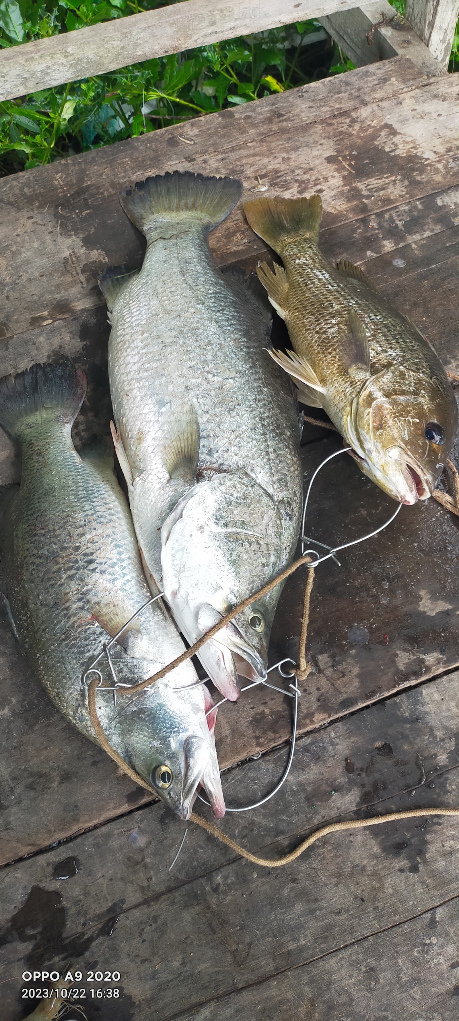 Legend Fishing Centre, kolam pancing di Sungai Petani, Kedah (gambar 2)