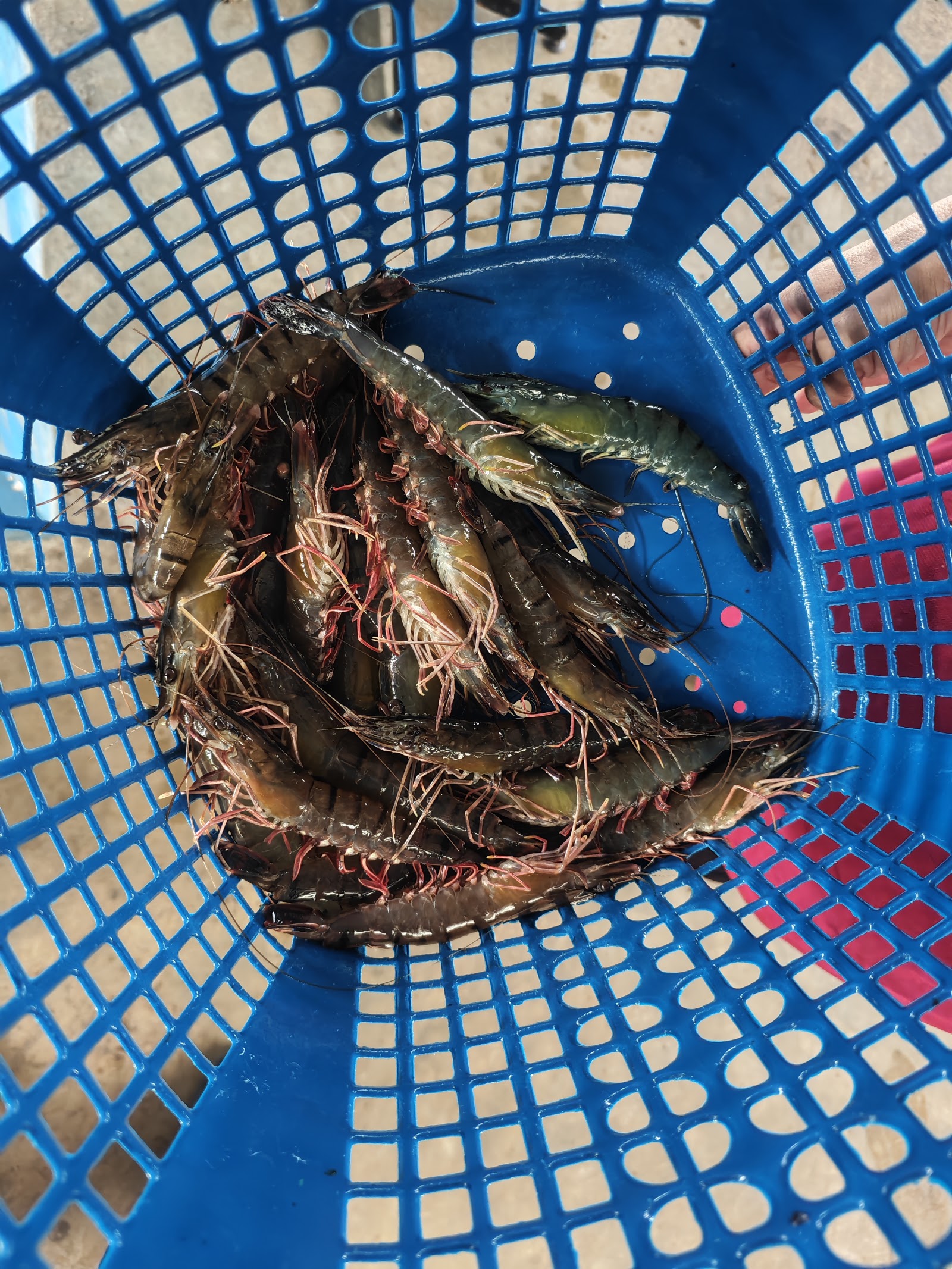 Kolam pancing udang Kempas, kolam pancing di Sungai Petani, Kedah (gambar 3)