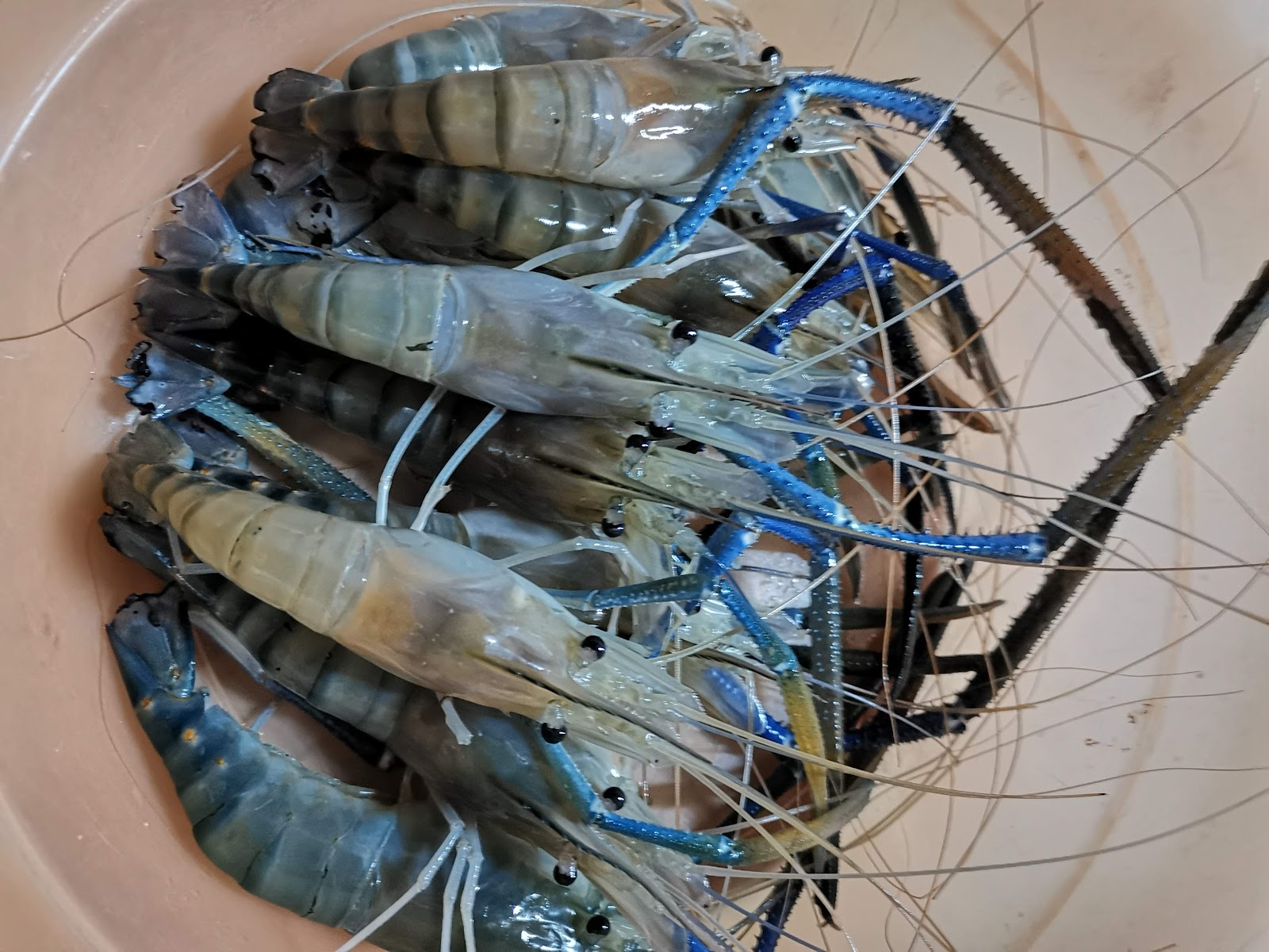 Kolam pancing Kolam Memancing Udang Galah JTR 2019