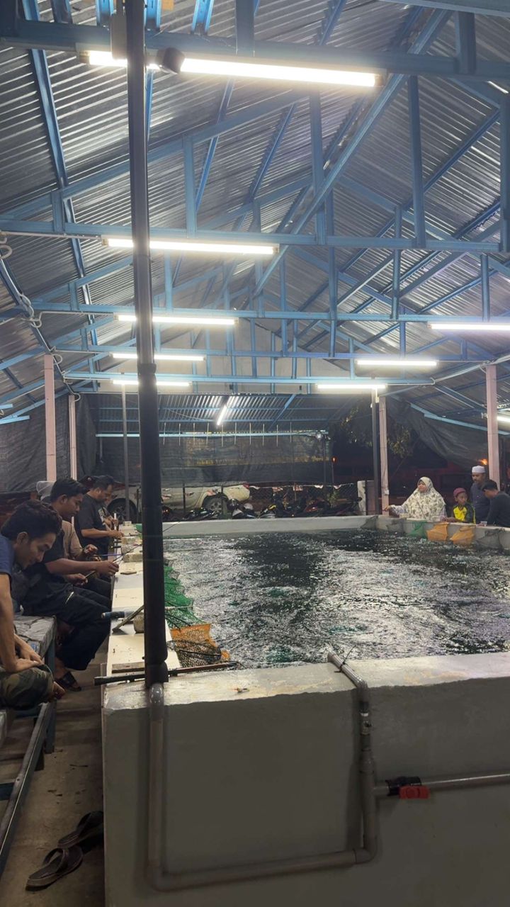 Kolam Pancing Udang Galah SMT, kolam pancing di Alor Setar, Kedah (gambar 3)