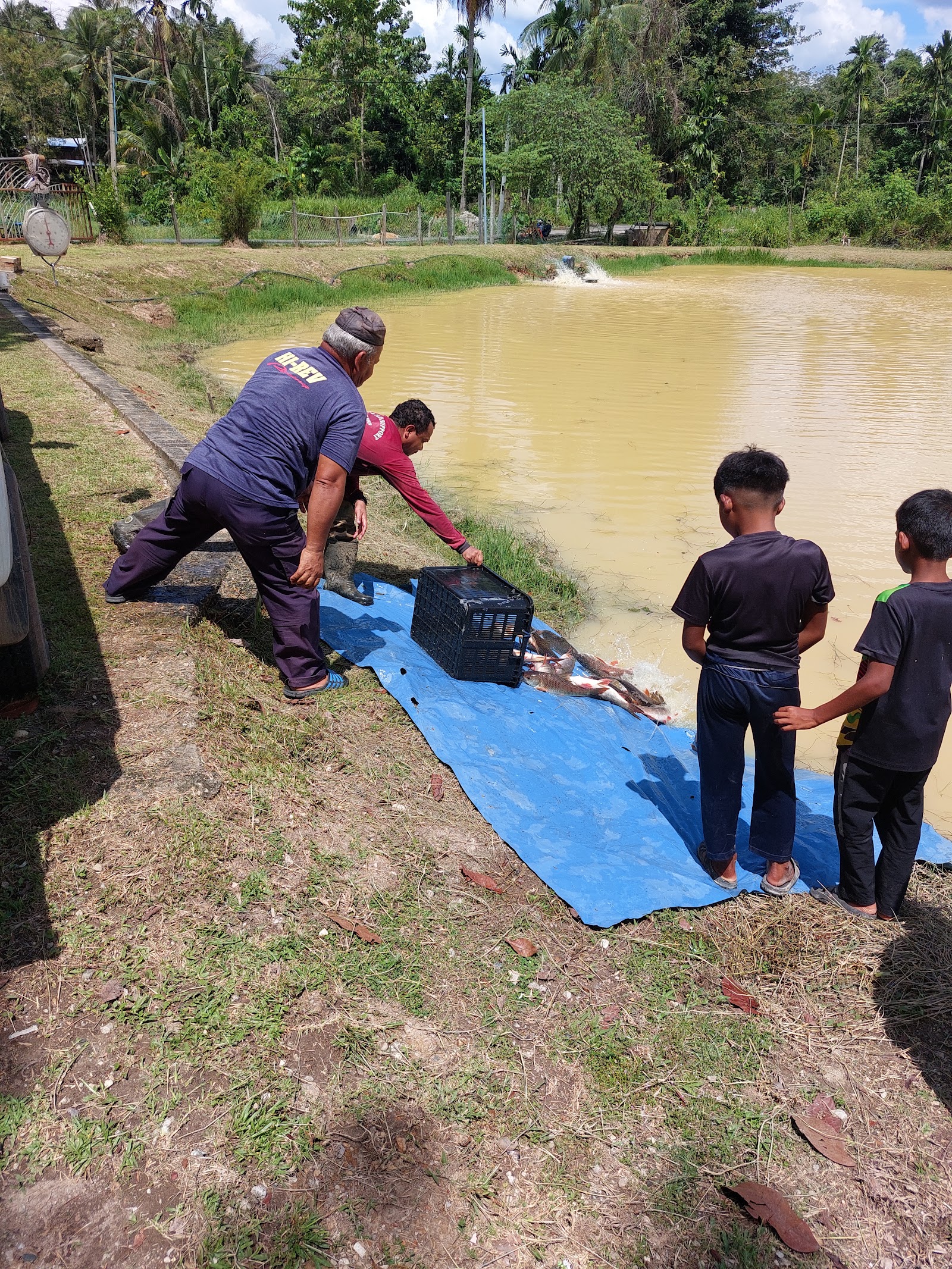 Kolam pancing Kolam Memancing Kampung Kijang