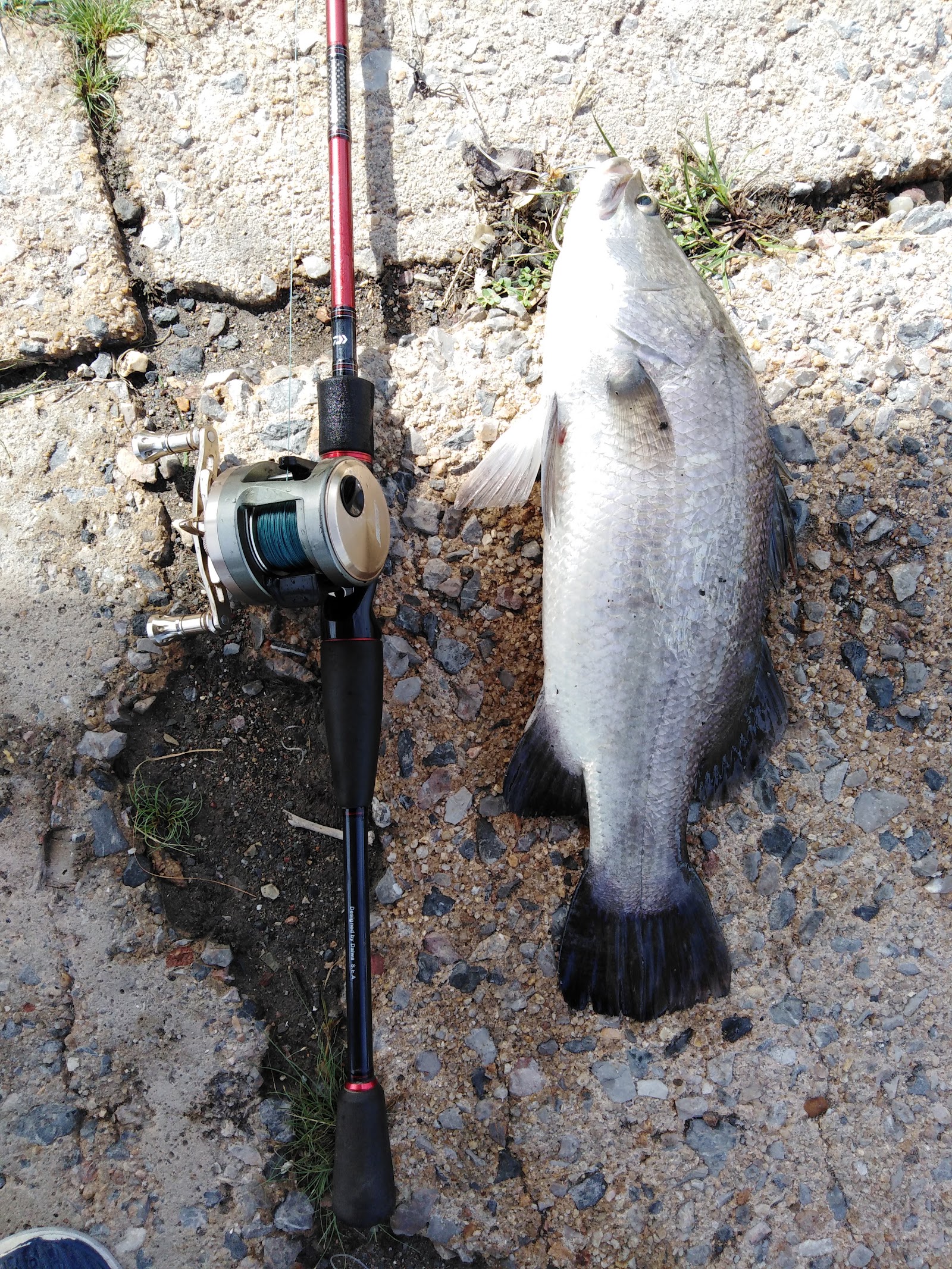 Kolam Bazar Sport Fishing Duo, kolam pancing di Ayer Hitam, Kedah (gambar 2)