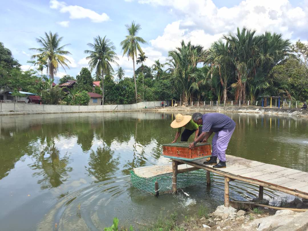 Kolam pancing KOLAM PANCING IKAN PEKAN SIK