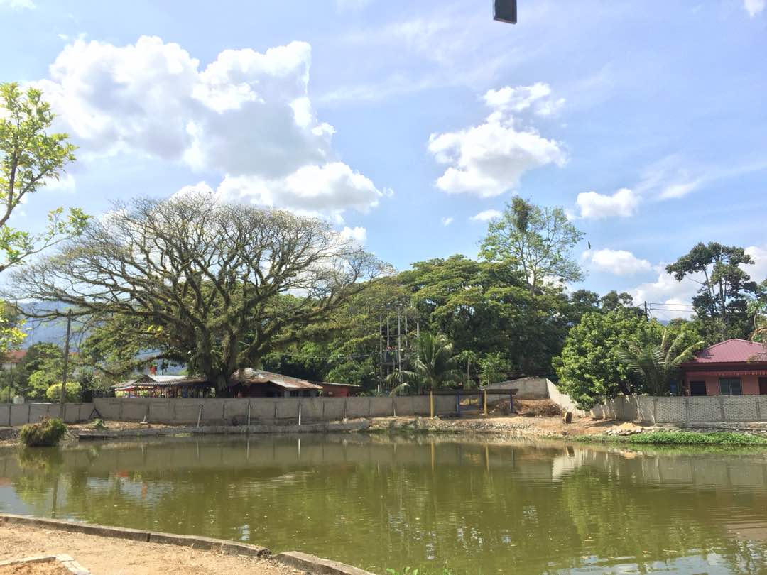 KOLAM PANCING IKAN PEKAN SIK, kolam pancing di Sik, Kedah (gambar 3)