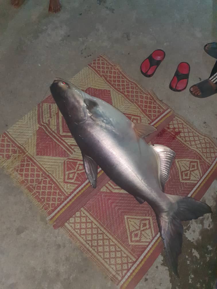 Kolam Memancing Kg Haji Abas, kolam pancing di Baling, Kedah (gambar 3)