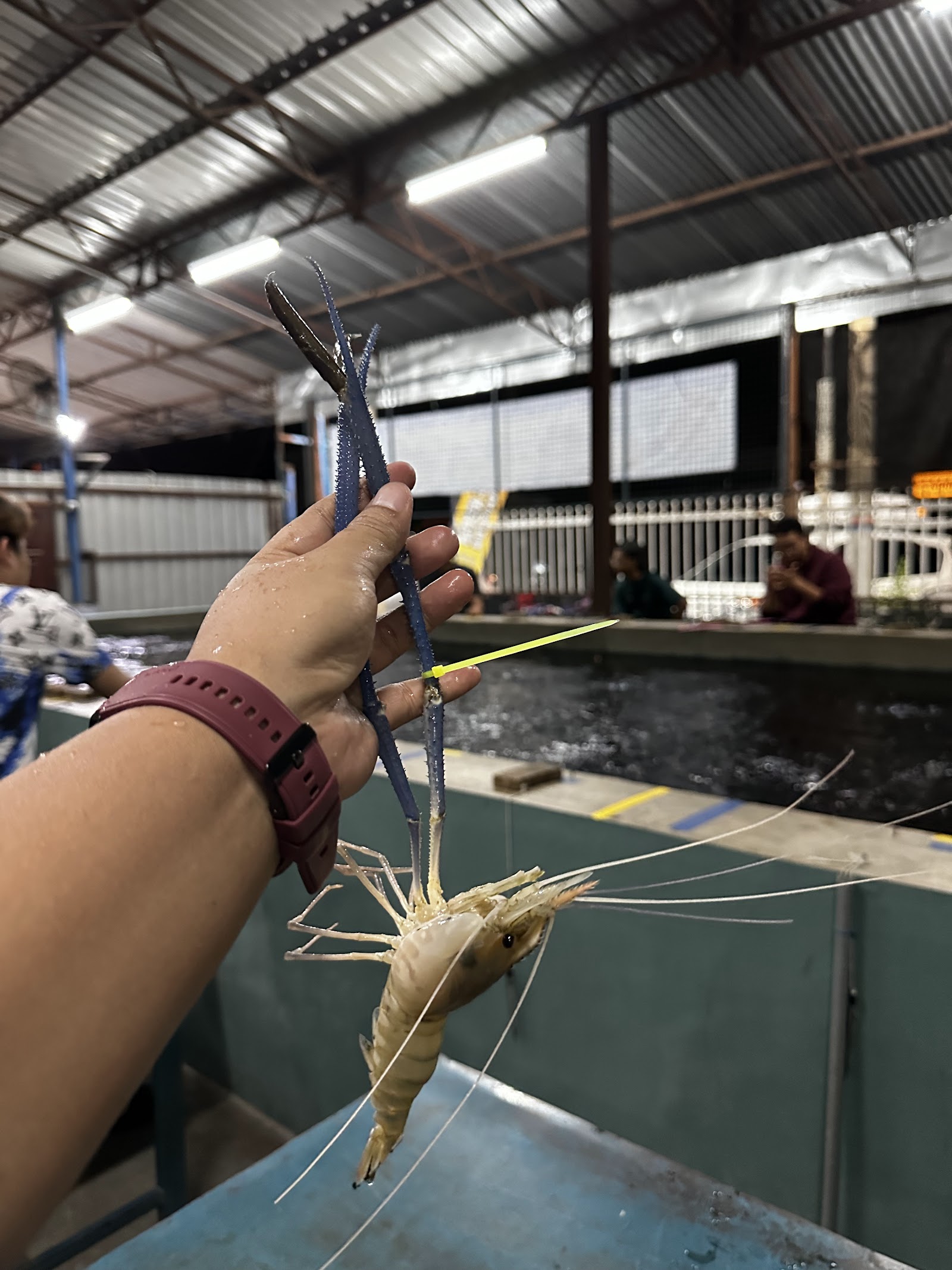 KOLAM PANCING IKAN KELI DAN IKAN PATING, kolam pancing di Alor Setar, Kedah (gambar 3)