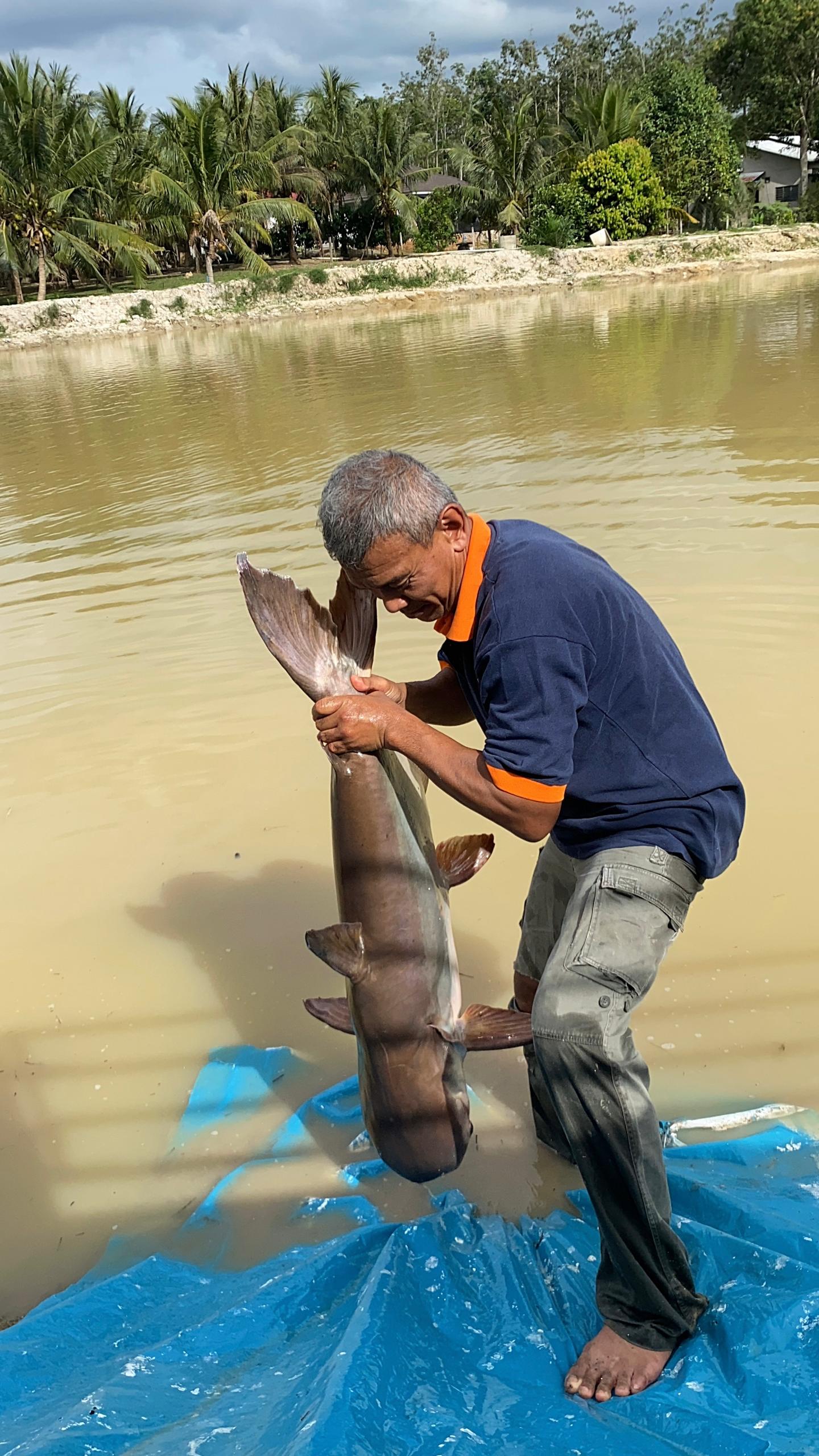 KOLAM MEMANCING DAMAI INDAH SUFIYAA, fishing pond in Kuala Ketil, Kedah (photo 3)