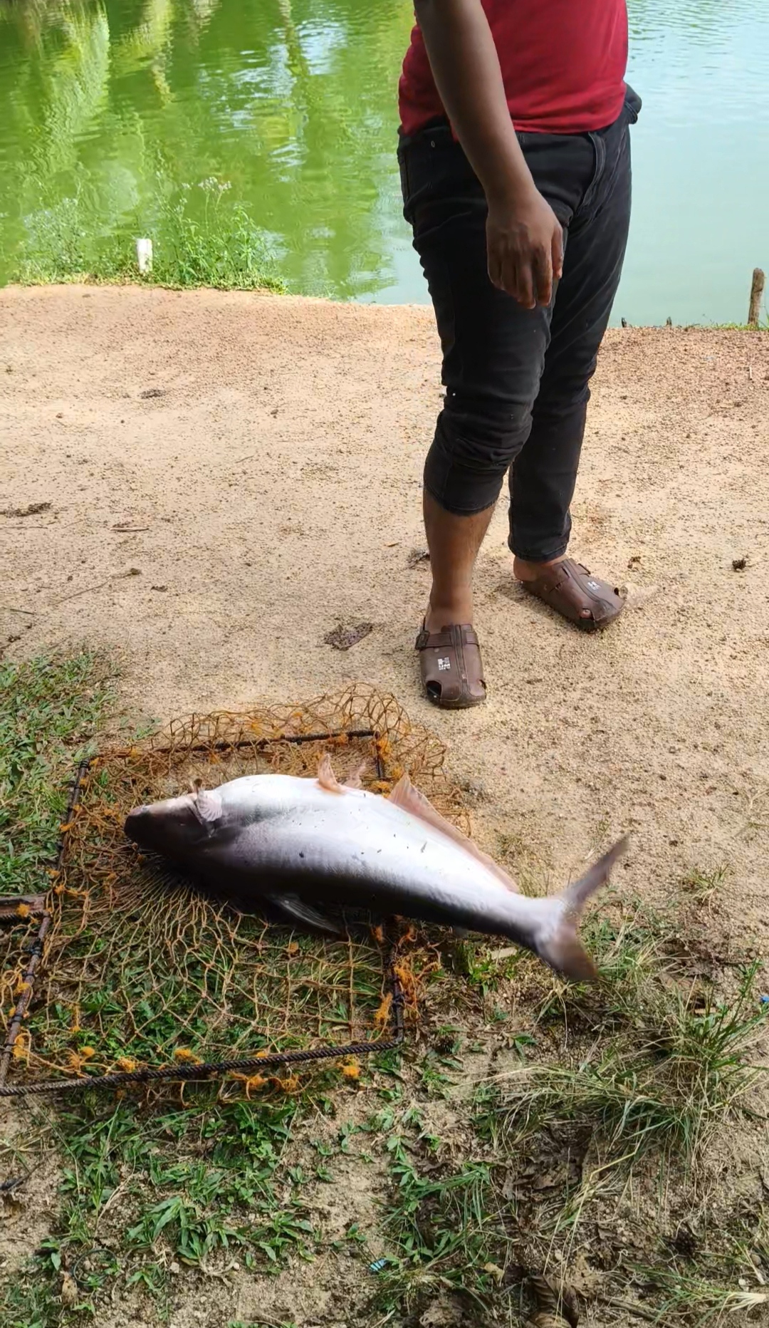 Kolam Pancing Changlun, fishing pond in Changlun, Kedah (photo 2)