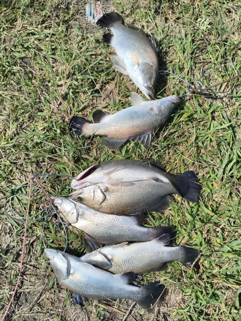 Kolam Siakap Cendol Bangdin, kolam pancing di Ayer Hitam, Kedah (gambar 3)