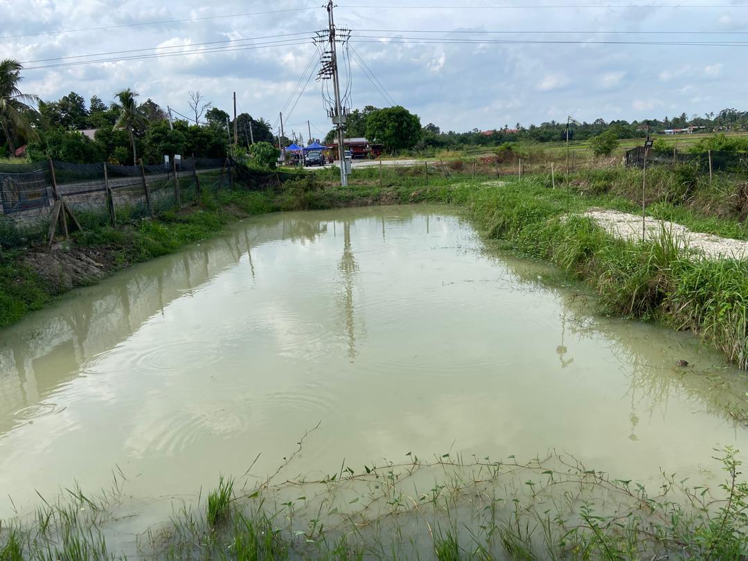 Kolam Memancing Puyu Gorgon Guar Lobak, kolam pancing di Padang Serai, Kedah (gambar 2)