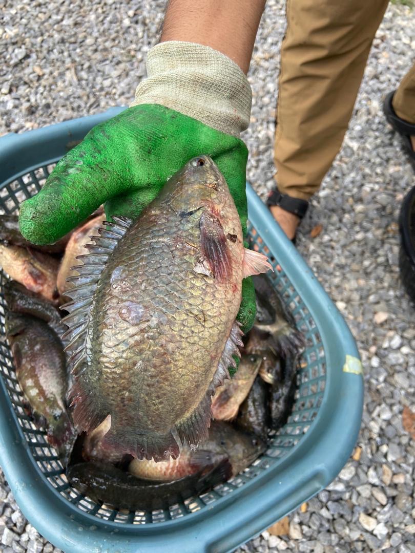 Kolam Memancing Puyu Gorgon Guar Lobak, kolam pancing di Padang Serai, Kedah (gambar 3)