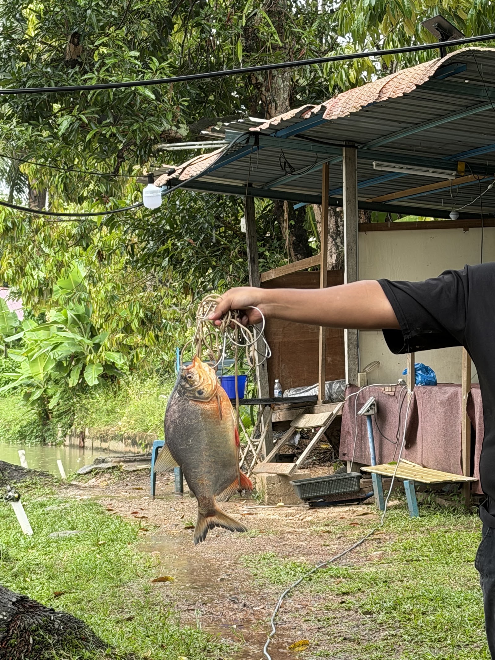Kolam pancing 3A kolam mancing napoh