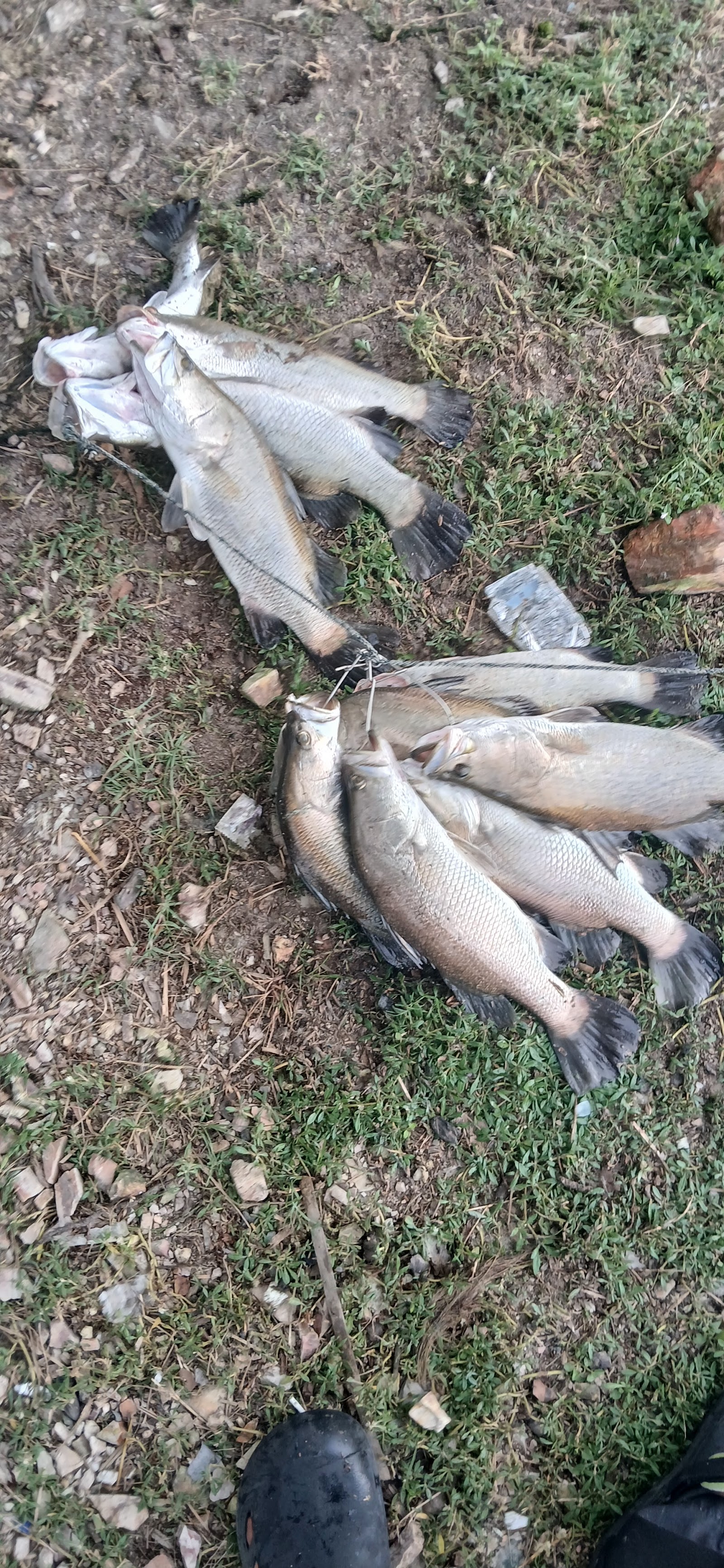 Kolam pancing Kolam Cendol Kuala Kedah