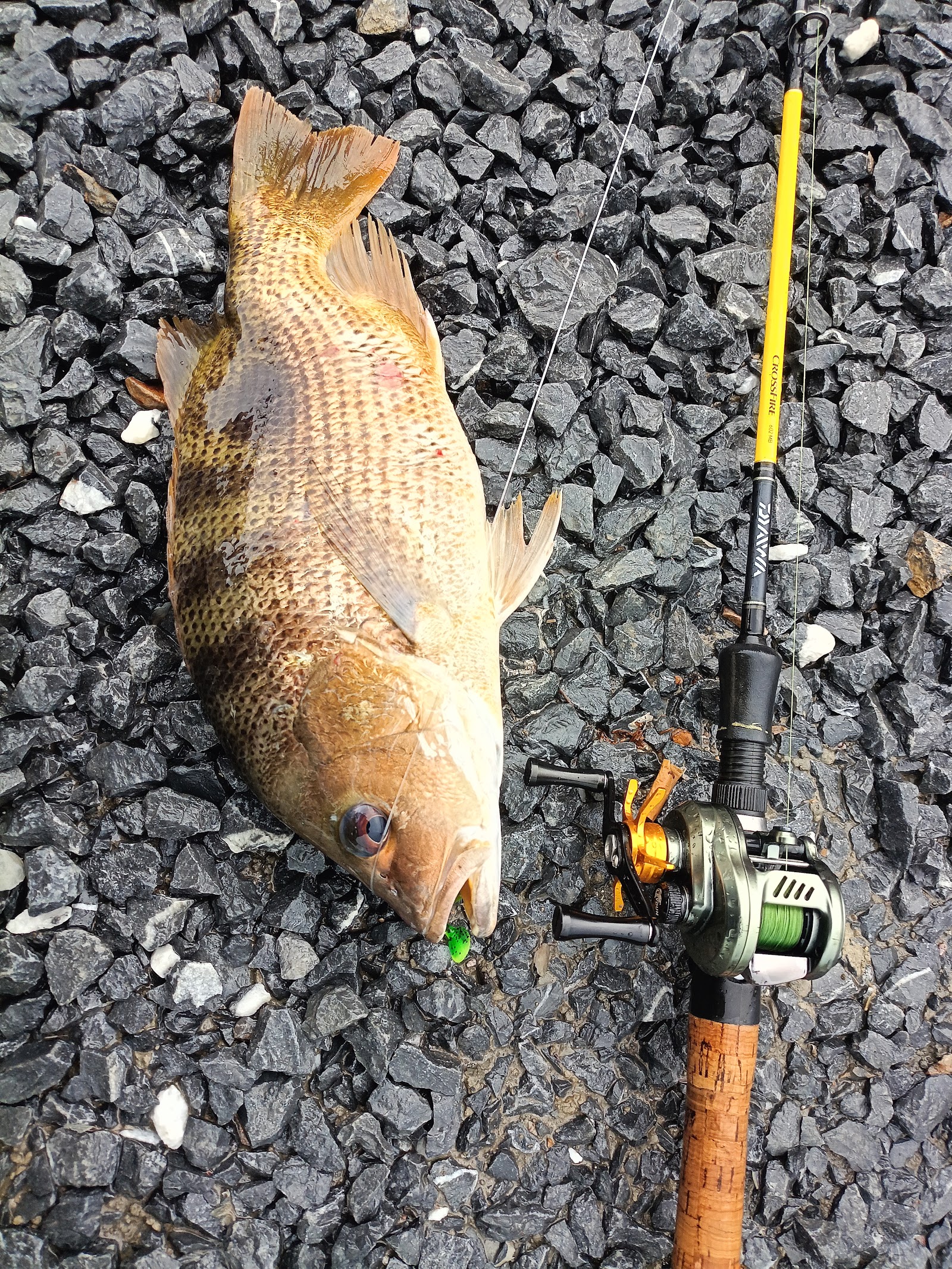 Bazar Sport Fishing Kerpan, kolam pancing di Ayer Hitam, Kedah (gambar 3)