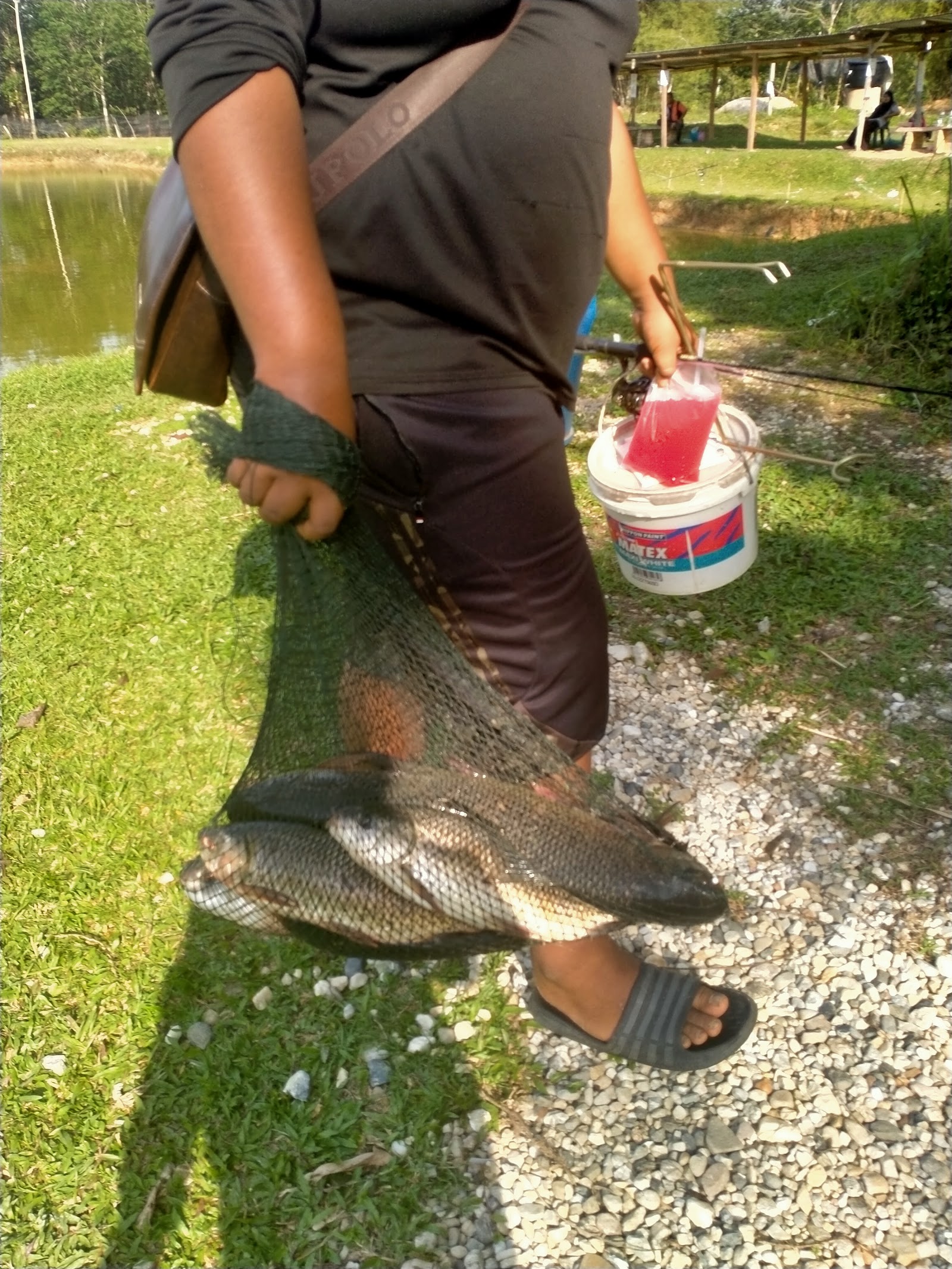 Kolam memancing pakdon, kolam pancing di Kuala Nerang, Kedah (gambar 2)