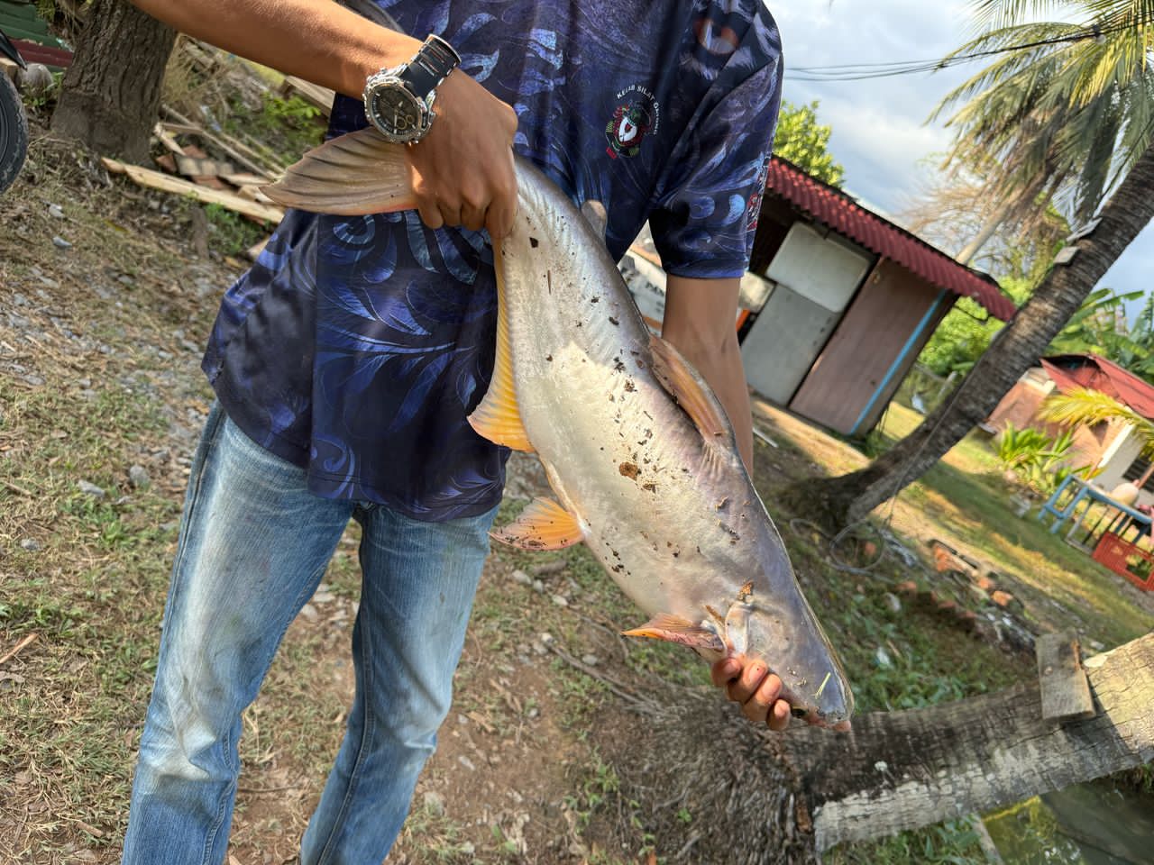 KOLAM PANCING PUTRA, kolam pancing di Jitra, Kedah (gambar 3)