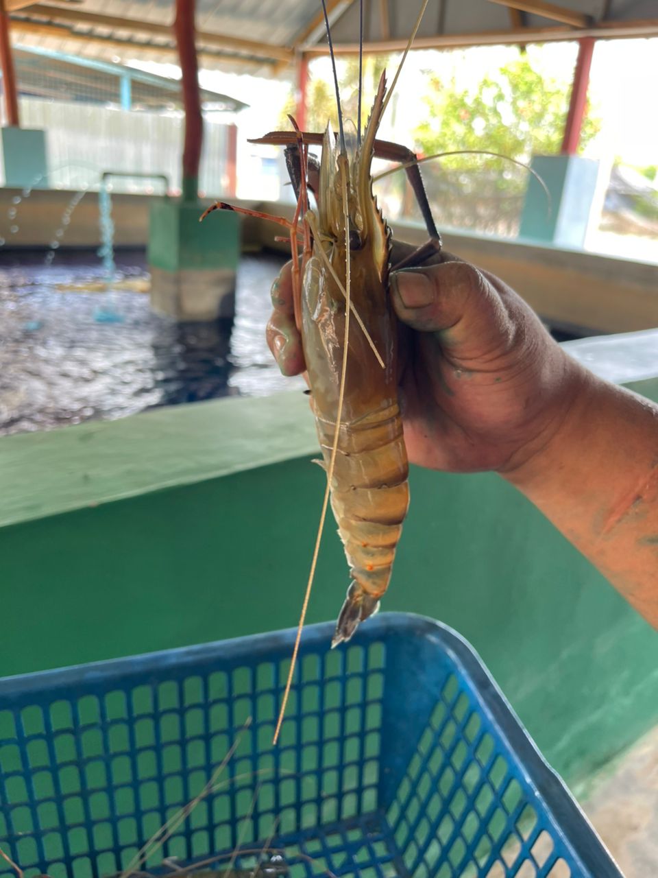 Kolam pancing KOLAM PANCING UDANG JENIANG