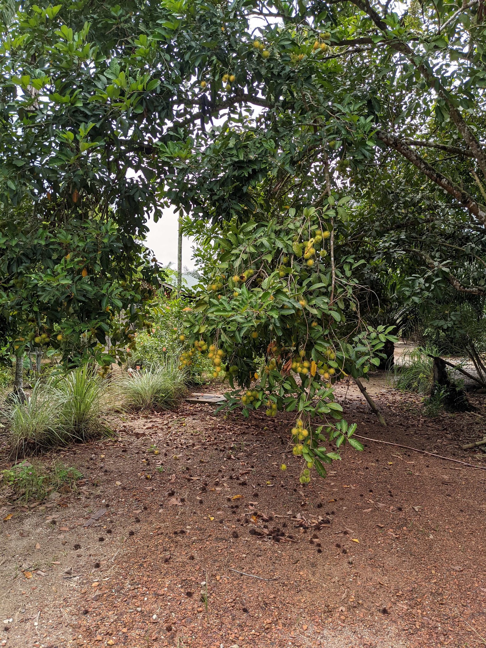 PRIVATE LOT F301, fishing pond in Padang Serai, Kedah (photo 2)