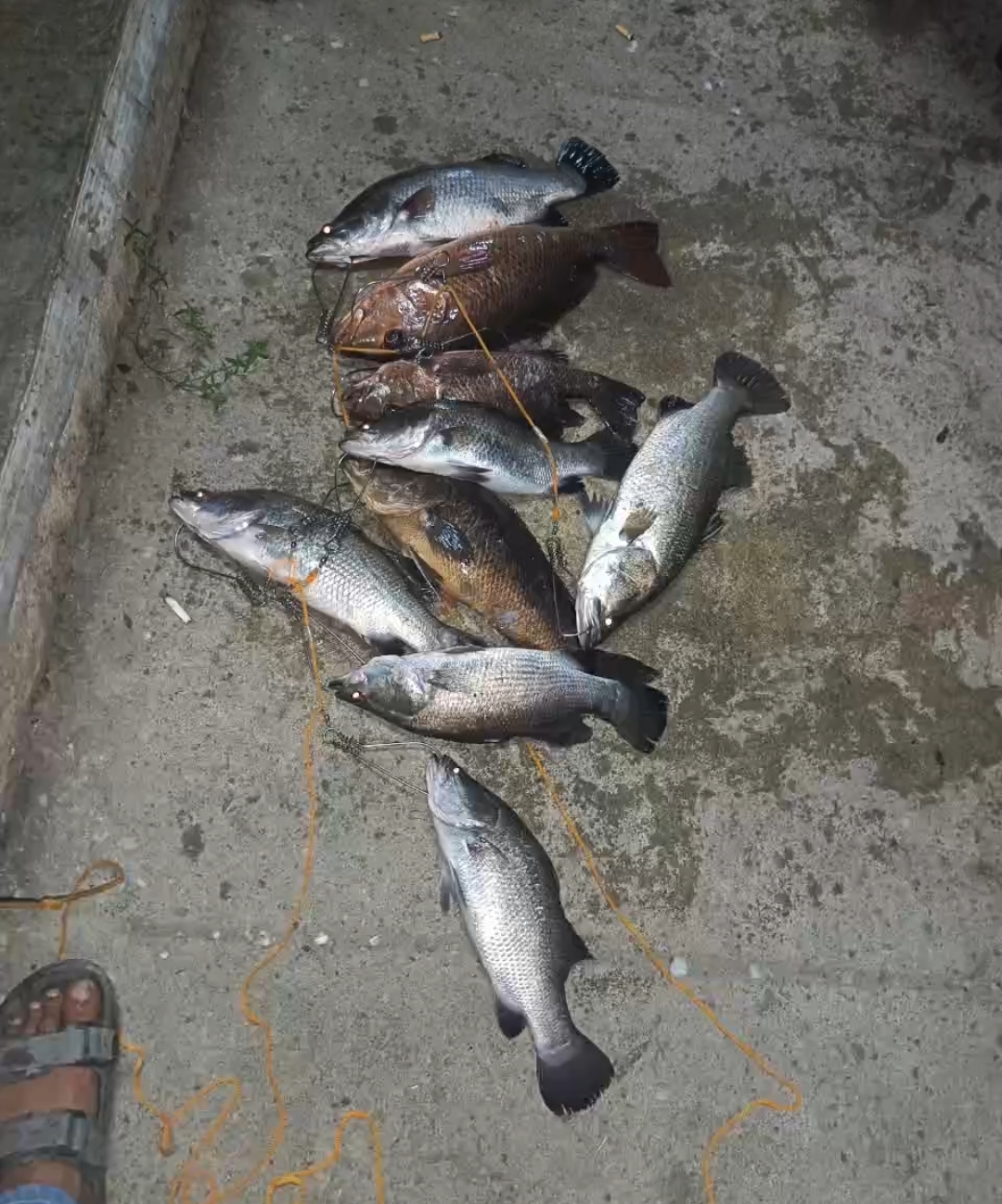 Kolam pancing kolam pancing air masin jengka 14